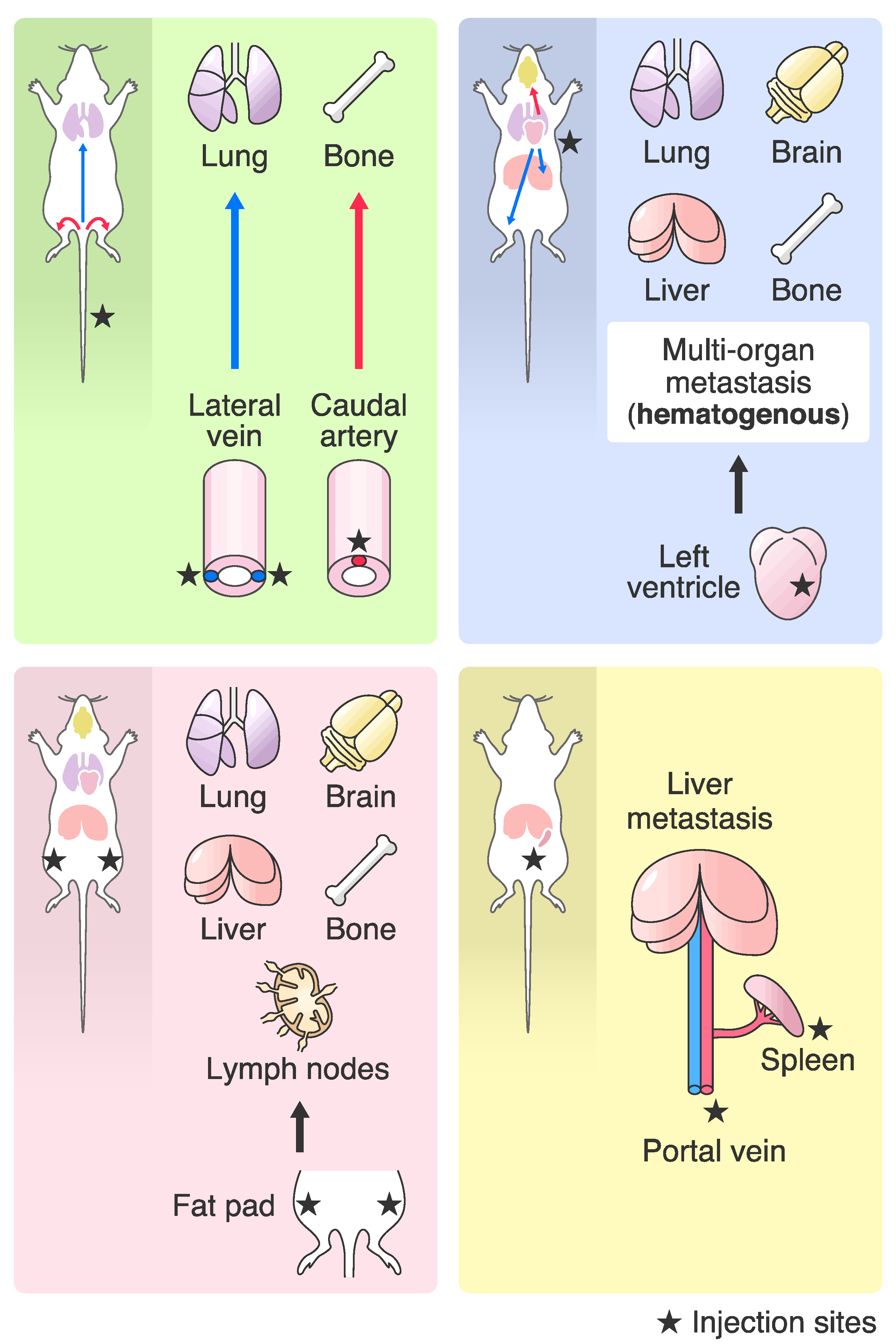 Ijms 22 01886 g001 Ijms 22 01886 g001