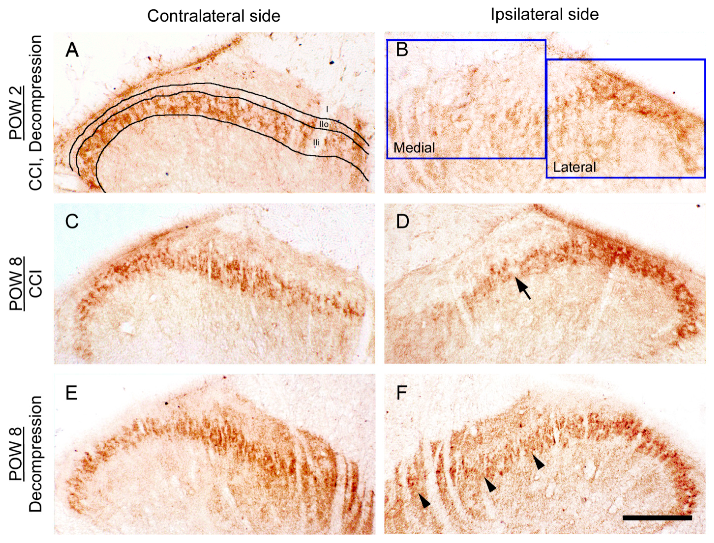 Ijms 22 01891 g002 Ijms 22 01891 g002