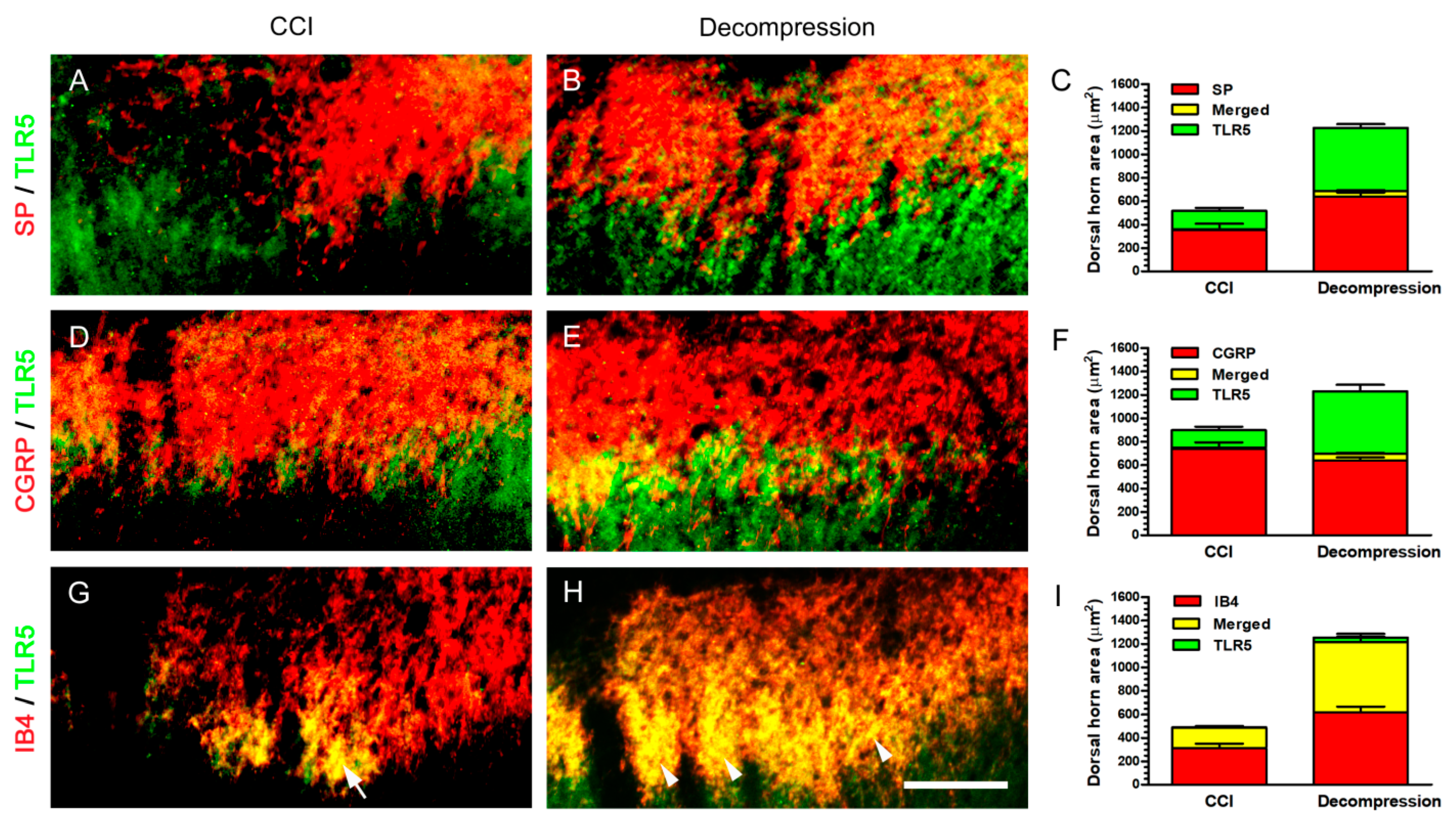 Ijms 22 01891 g006 Ijms 22 01891 g006