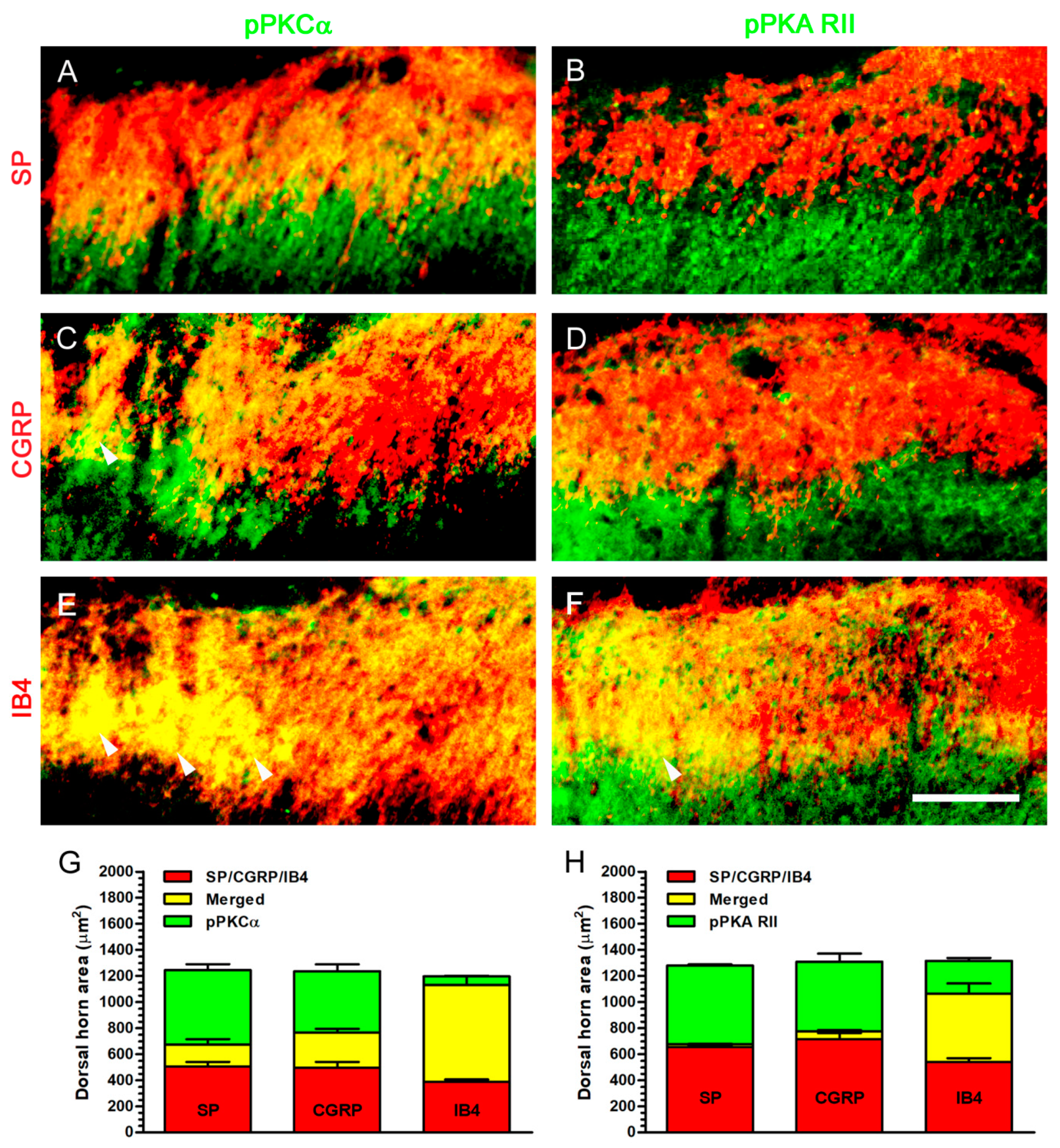 Ijms 22 01891 g012 Ijms 22 01891 g012
