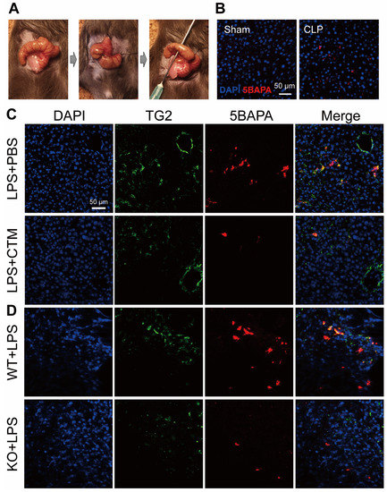 Ijms 22 01897 g003 550