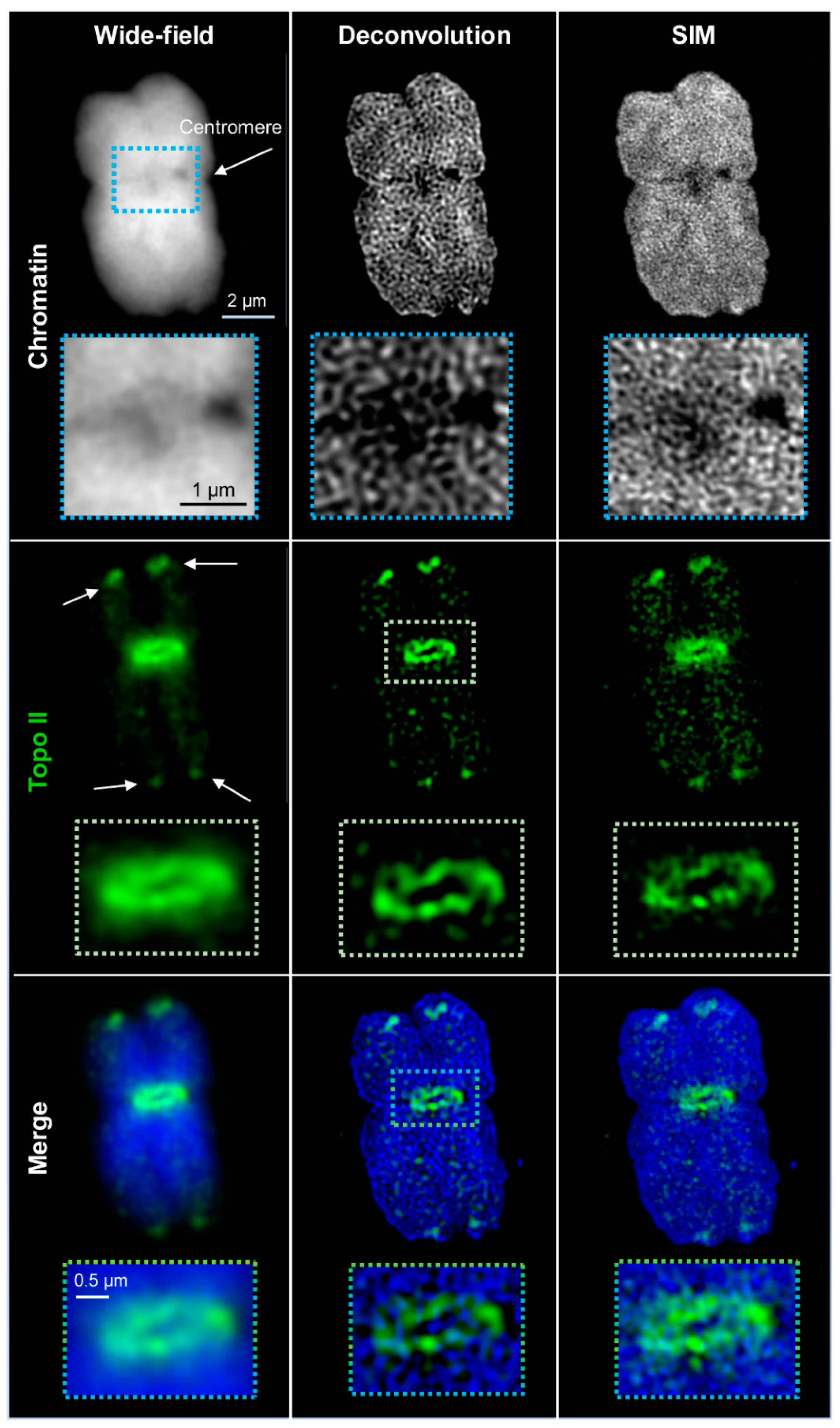 Ijms 22 01903 g001 Ijms 22 01903 g001