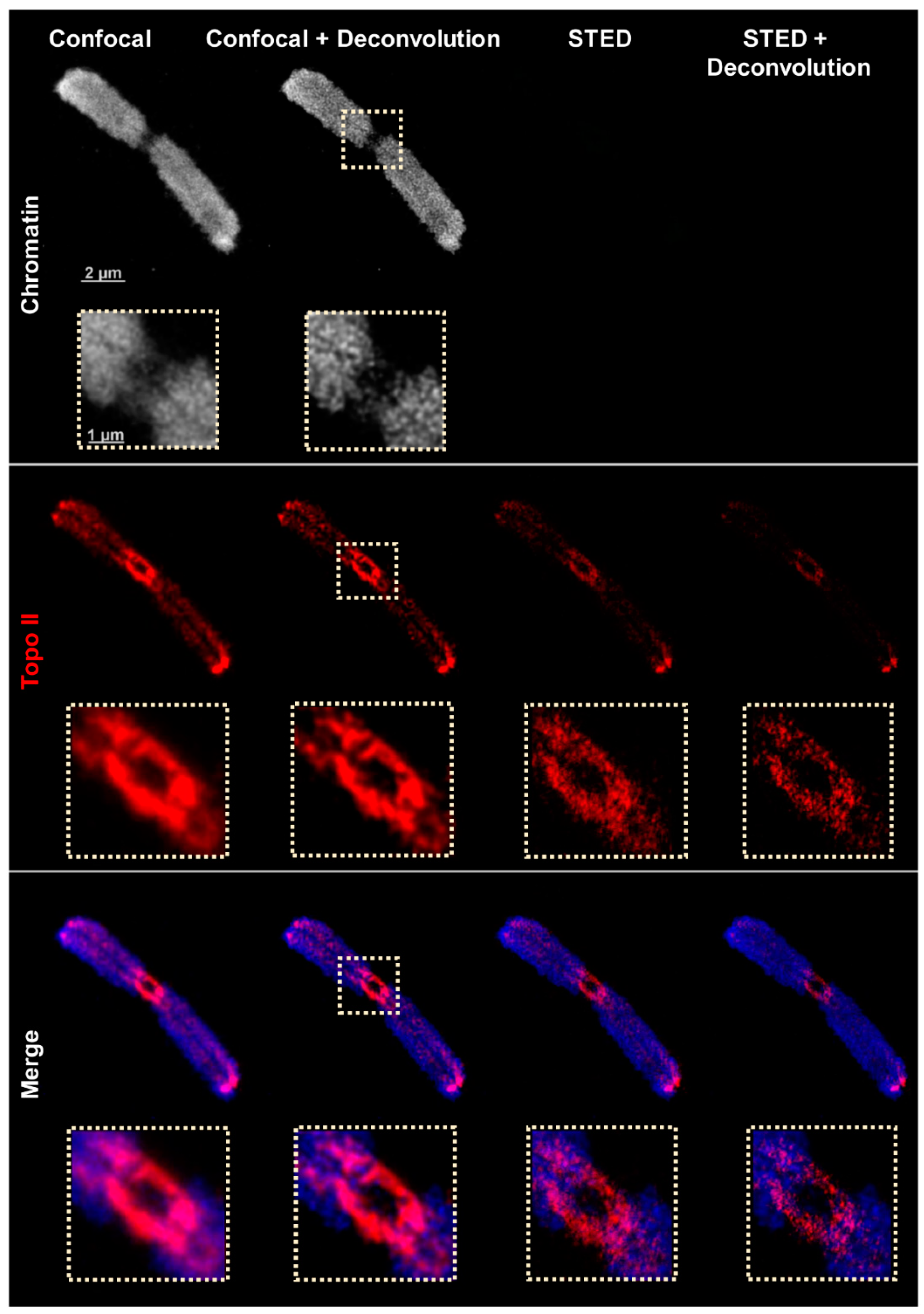 Ijms 22 01903 g003 Ijms 22 01903 g003