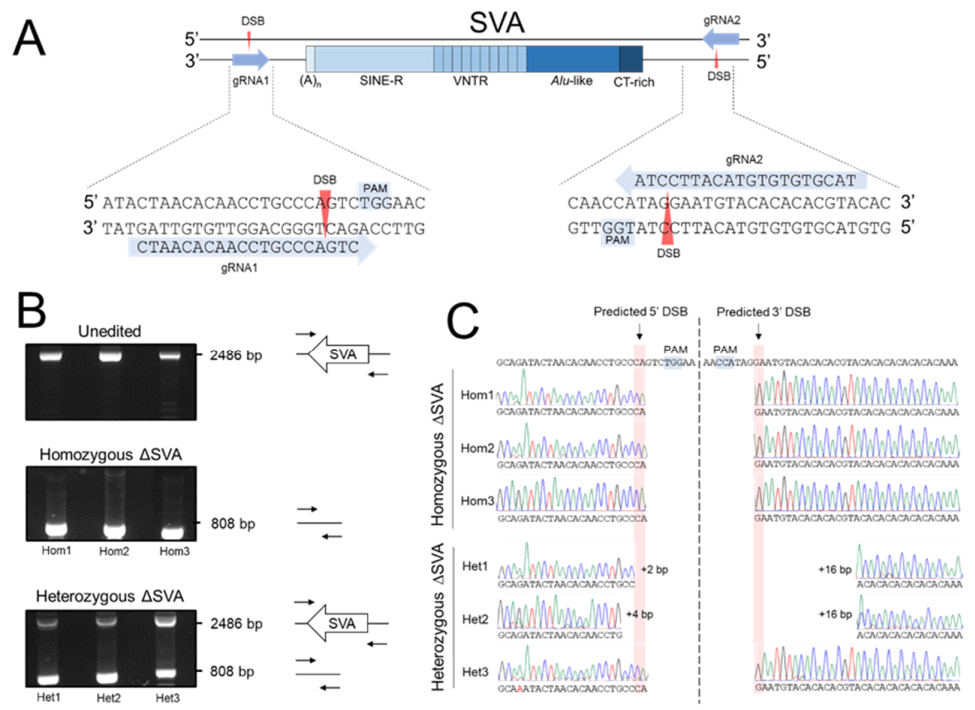 Ijms 22 01911 g003 Ijms 22 01911 g003