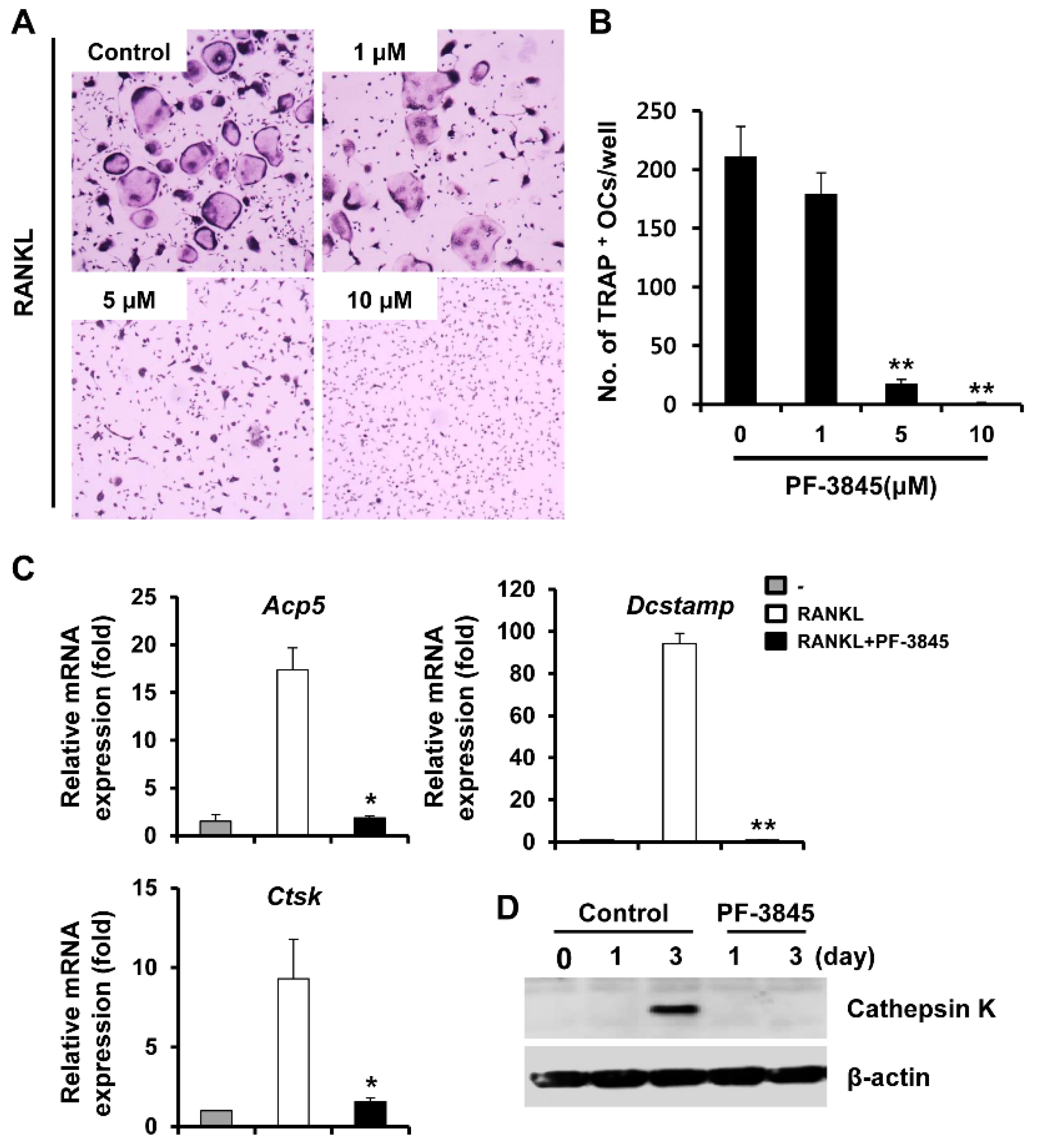 Ijms 22 01915 g001 Ijms 22 01915 g001