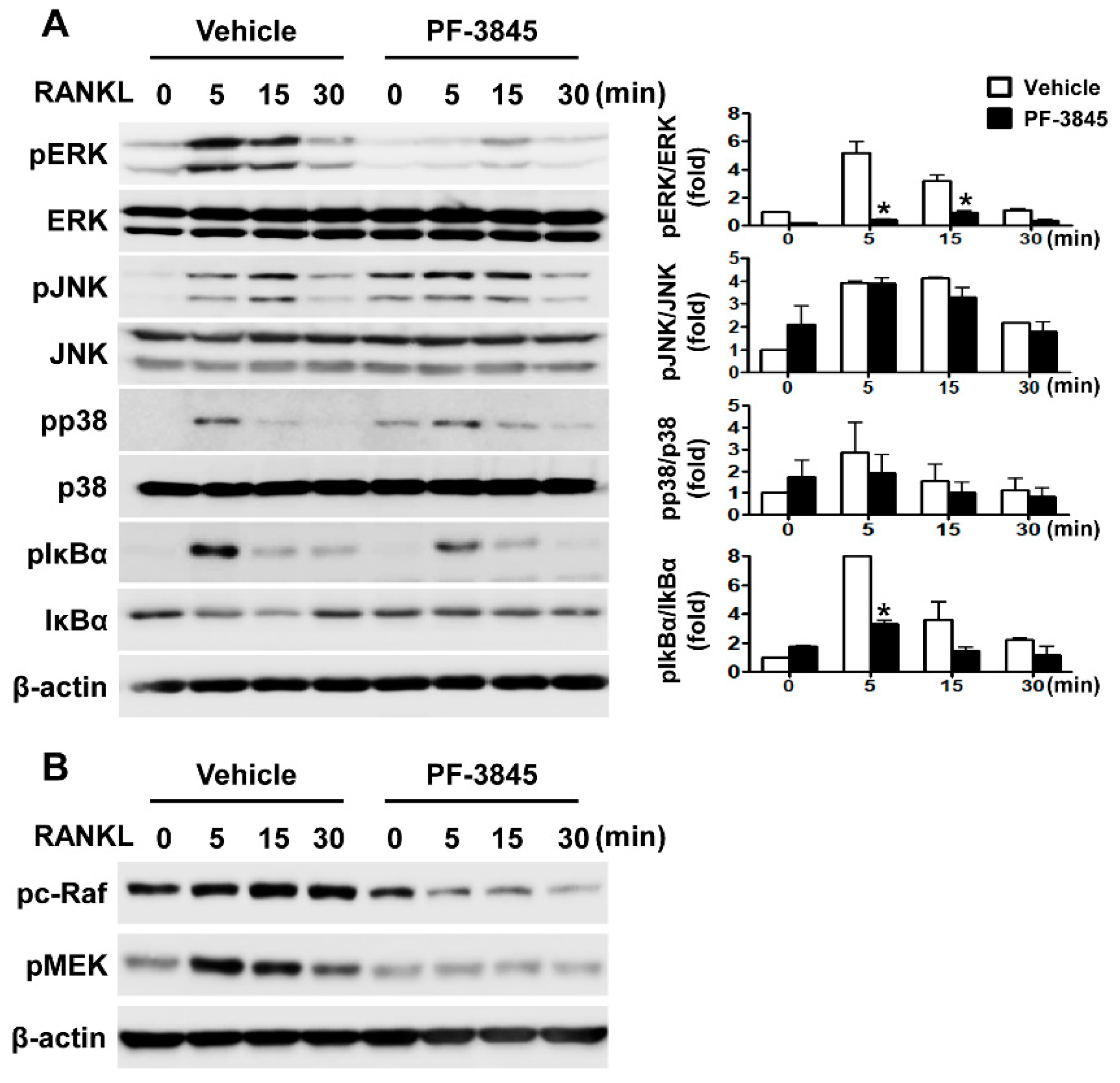 Ijms 22 01915 g004 Ijms 22 01915 g004