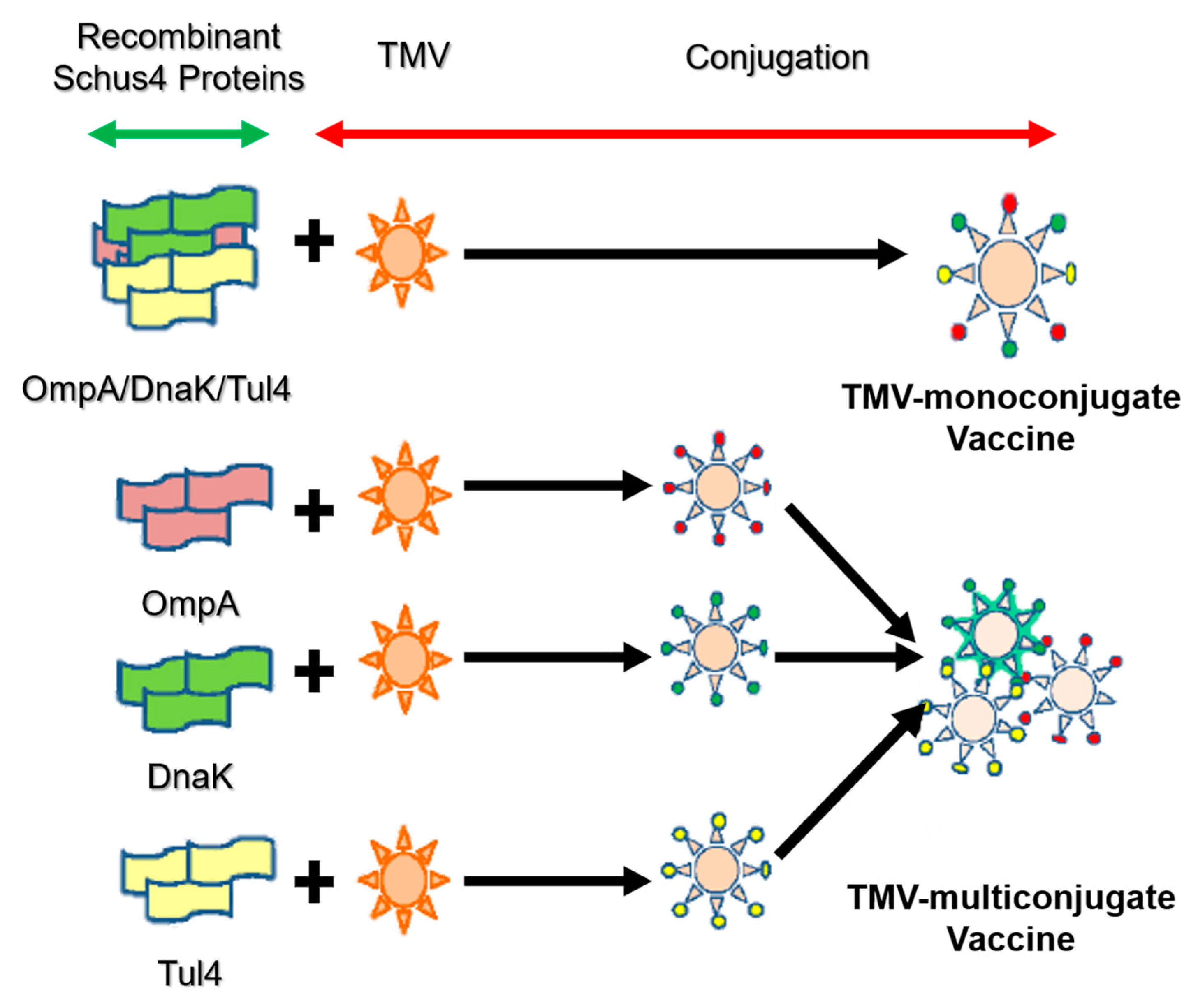 protein shedding from vaccine protein shedding from vaccine