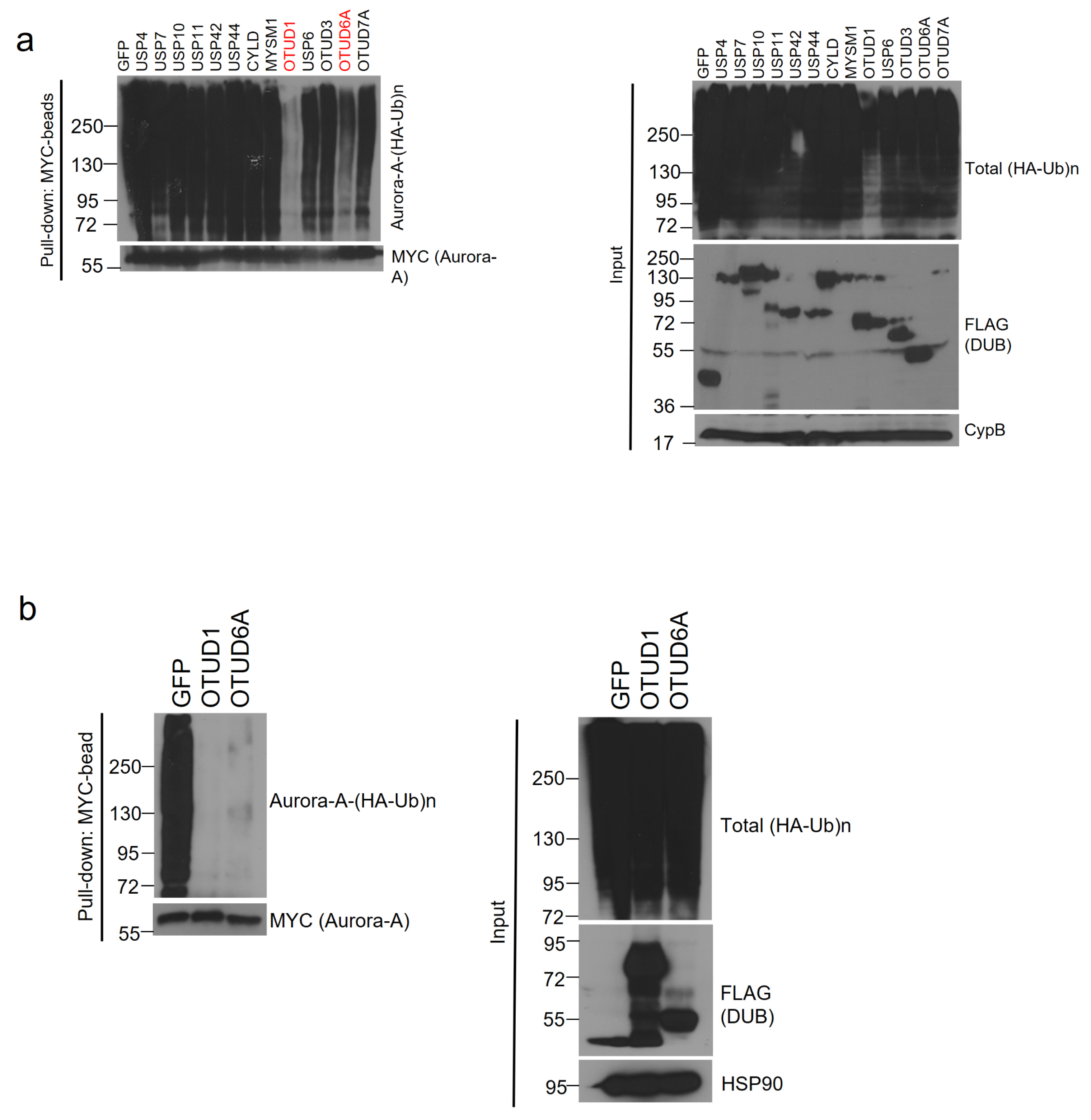 Ijms 22 01936 g002 Ijms 22 01936 g002
