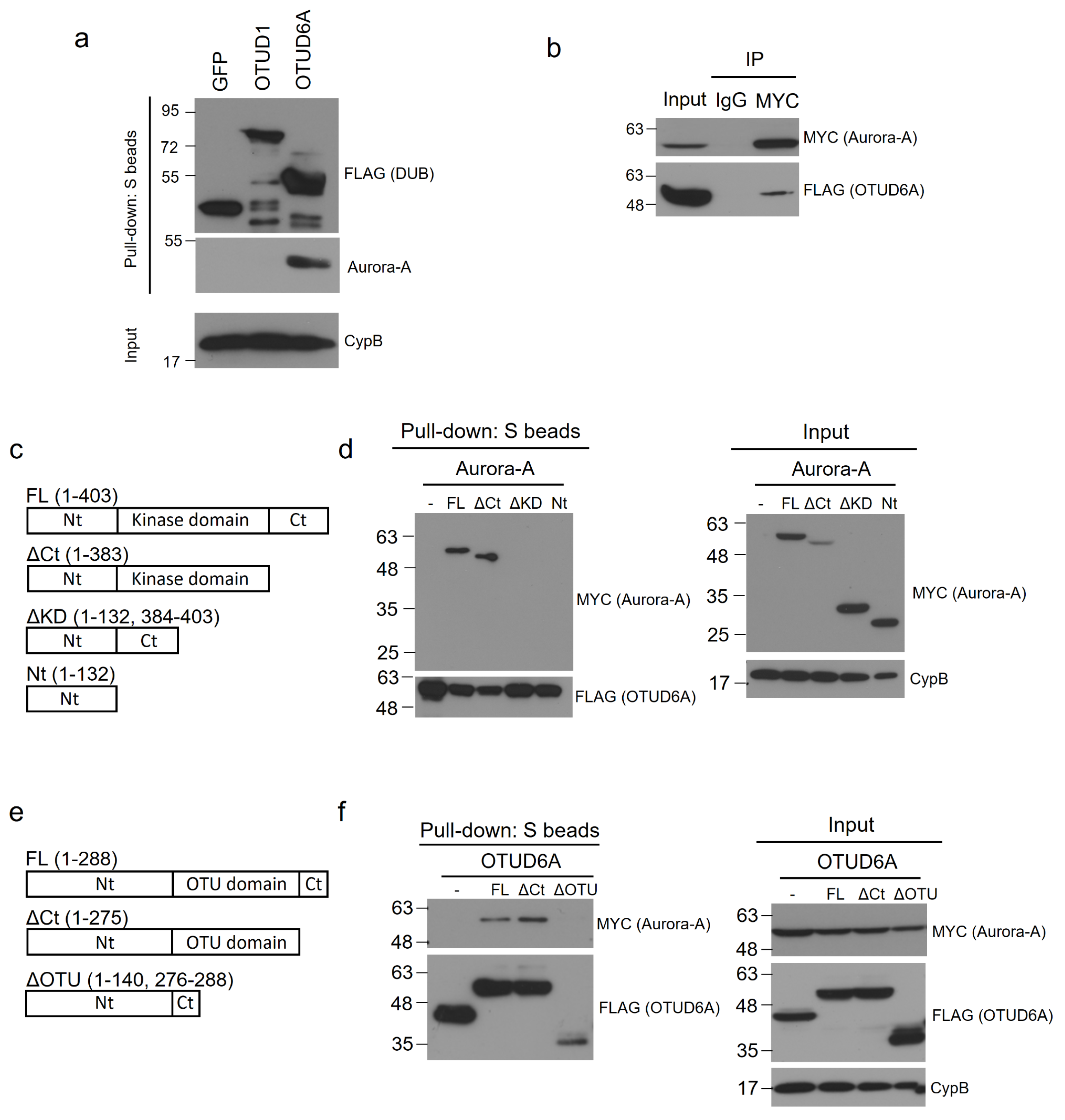 Ijms 22 01936 g003 Ijms 22 01936 g003