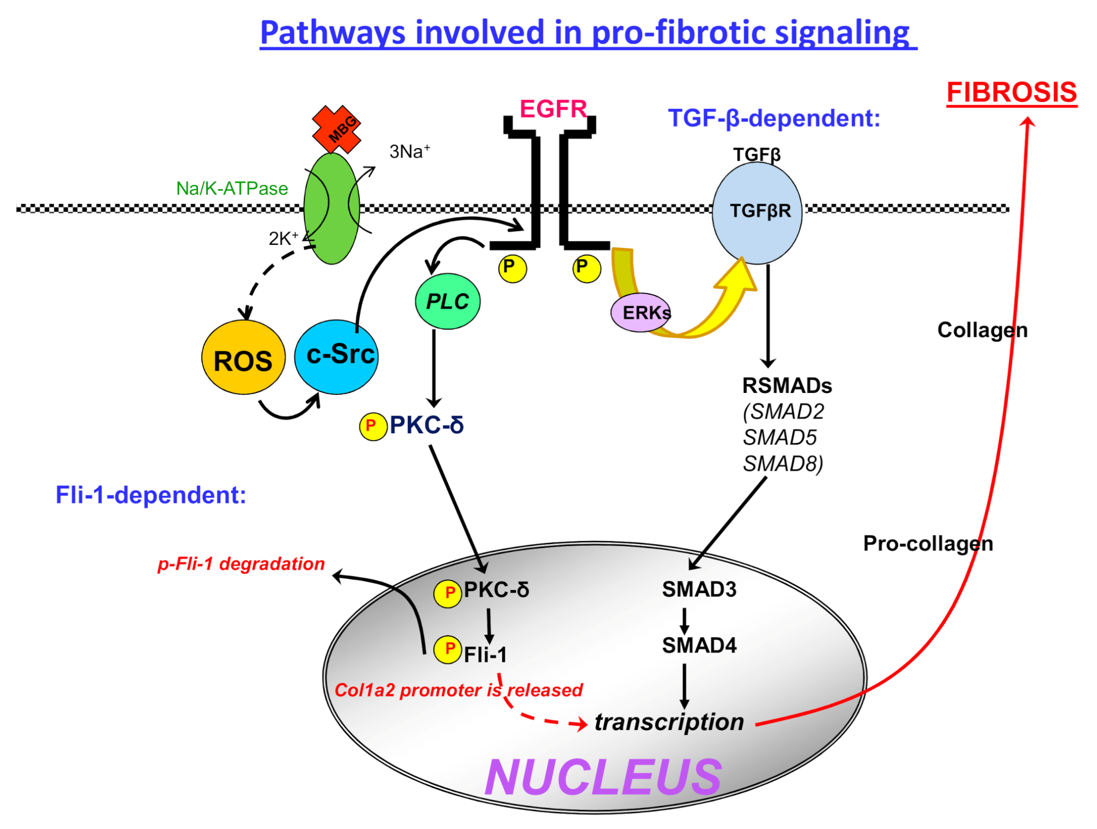 Ijms 22 01941 g001 Ijms 22 01941 g001
