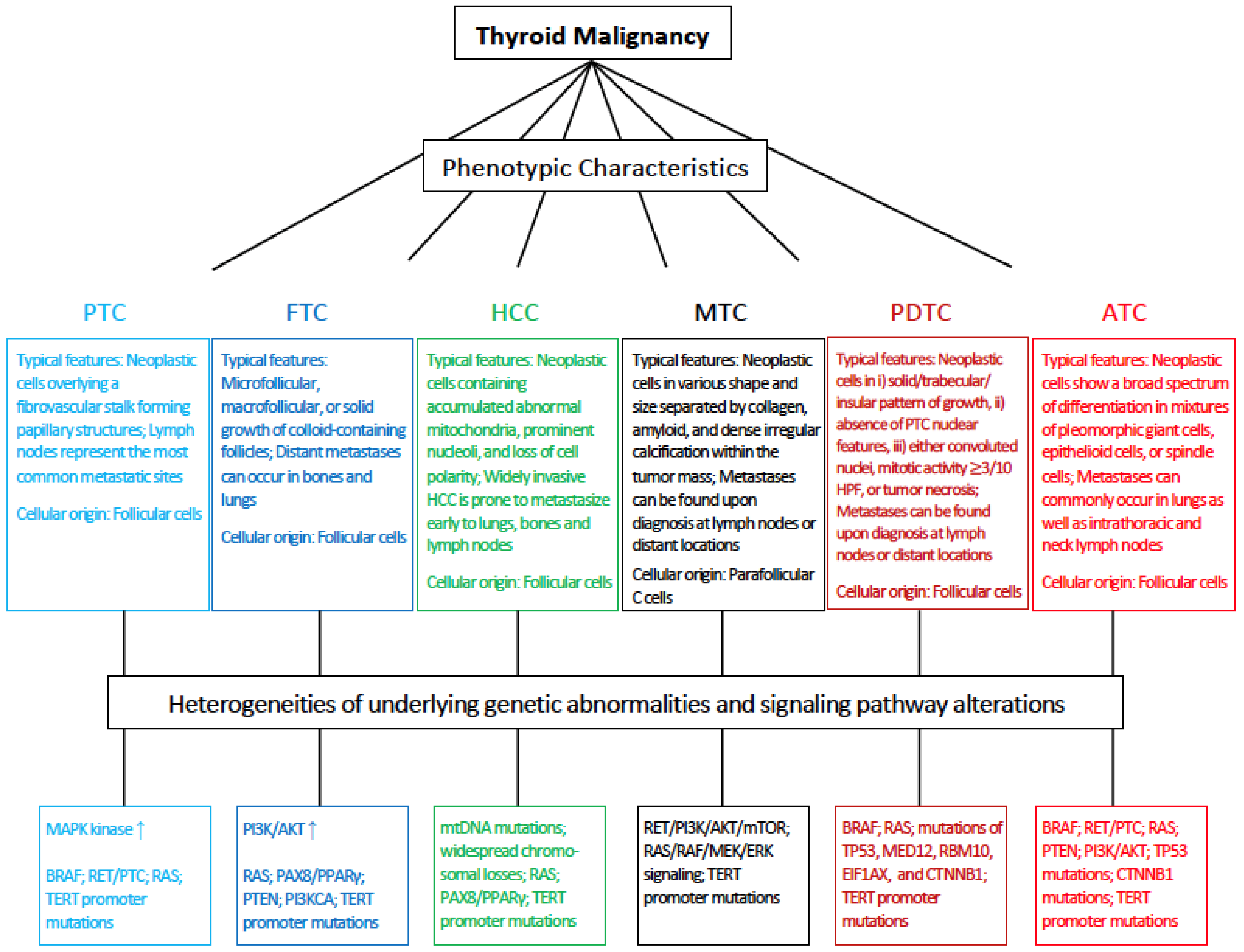 Thyroid Carcinoma: Phenotypic Features, Underlying Biology