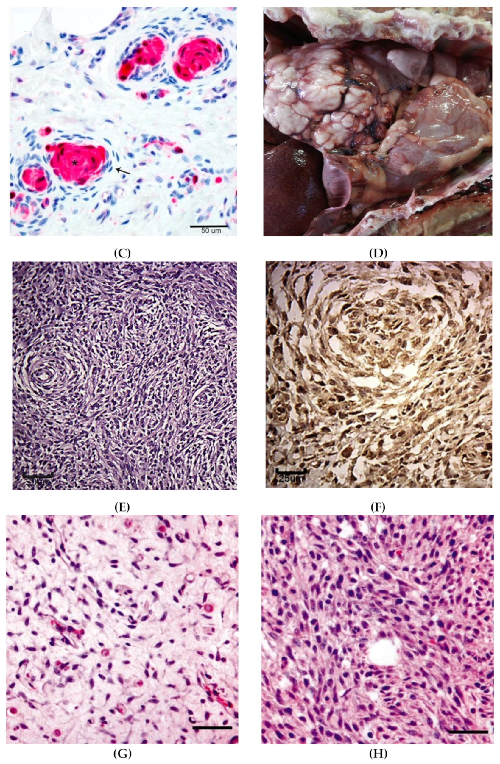 IJMS | Free Full-Text | Spontaneous and Engineered Large Animal Models of Neurofibromatosis Type 1 IJMS | Free Full-Text | Spontaneous and Engineered Large Animal Models of Neurofibromatosis Type 1