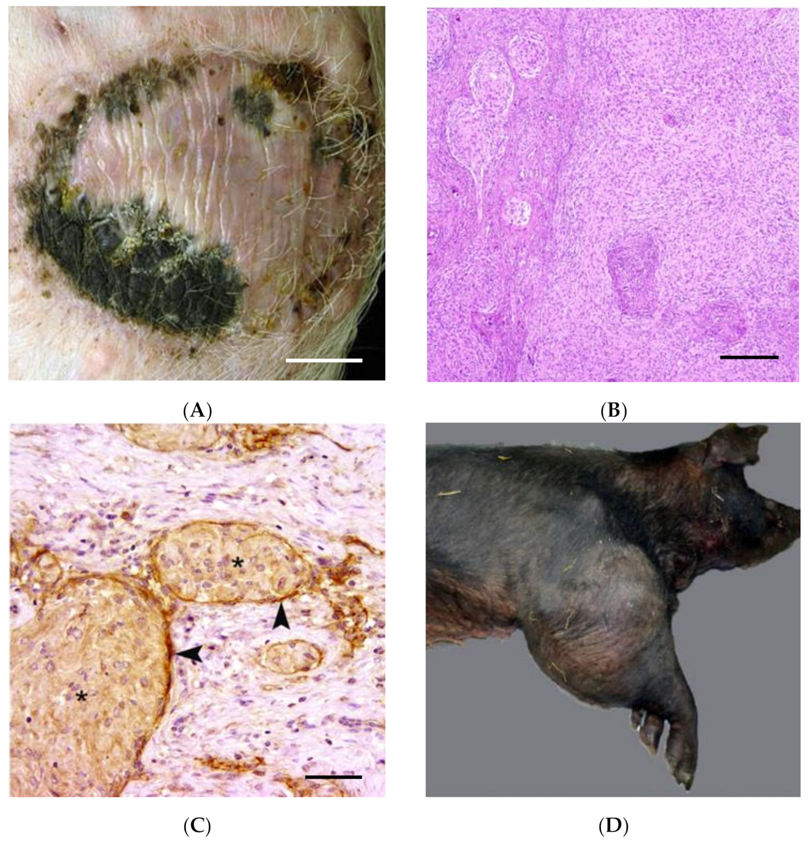 IJMS | Free Full-Text | Spontaneous and Engineered Large Animal Models of Neurofibromatosis Type 1 IJMS | Free Full-Text | Spontaneous and Engineered Large Animal Models of Neurofibromatosis Type 1