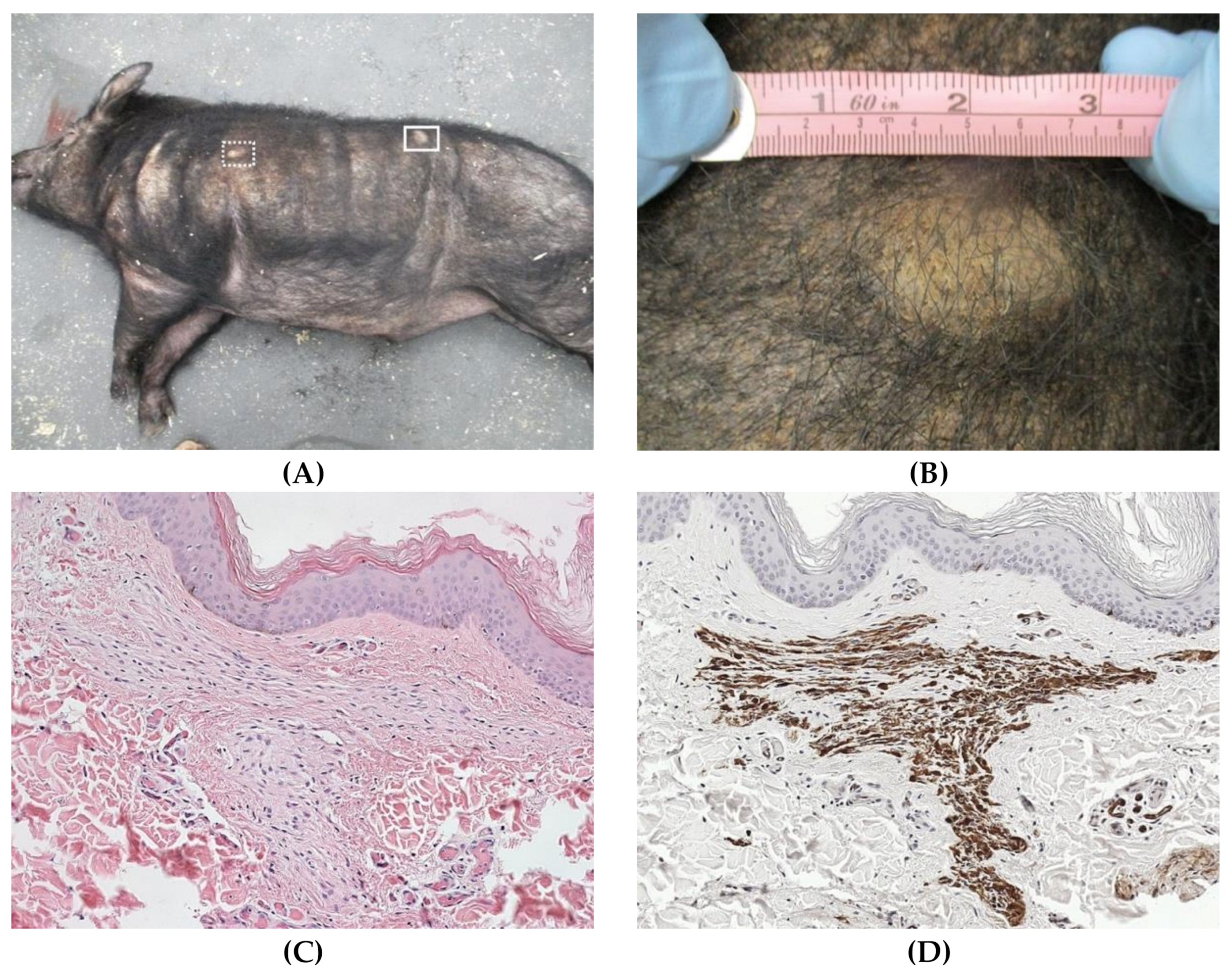 Ijms 22 01954 g005 Ijms 22 01954 g005