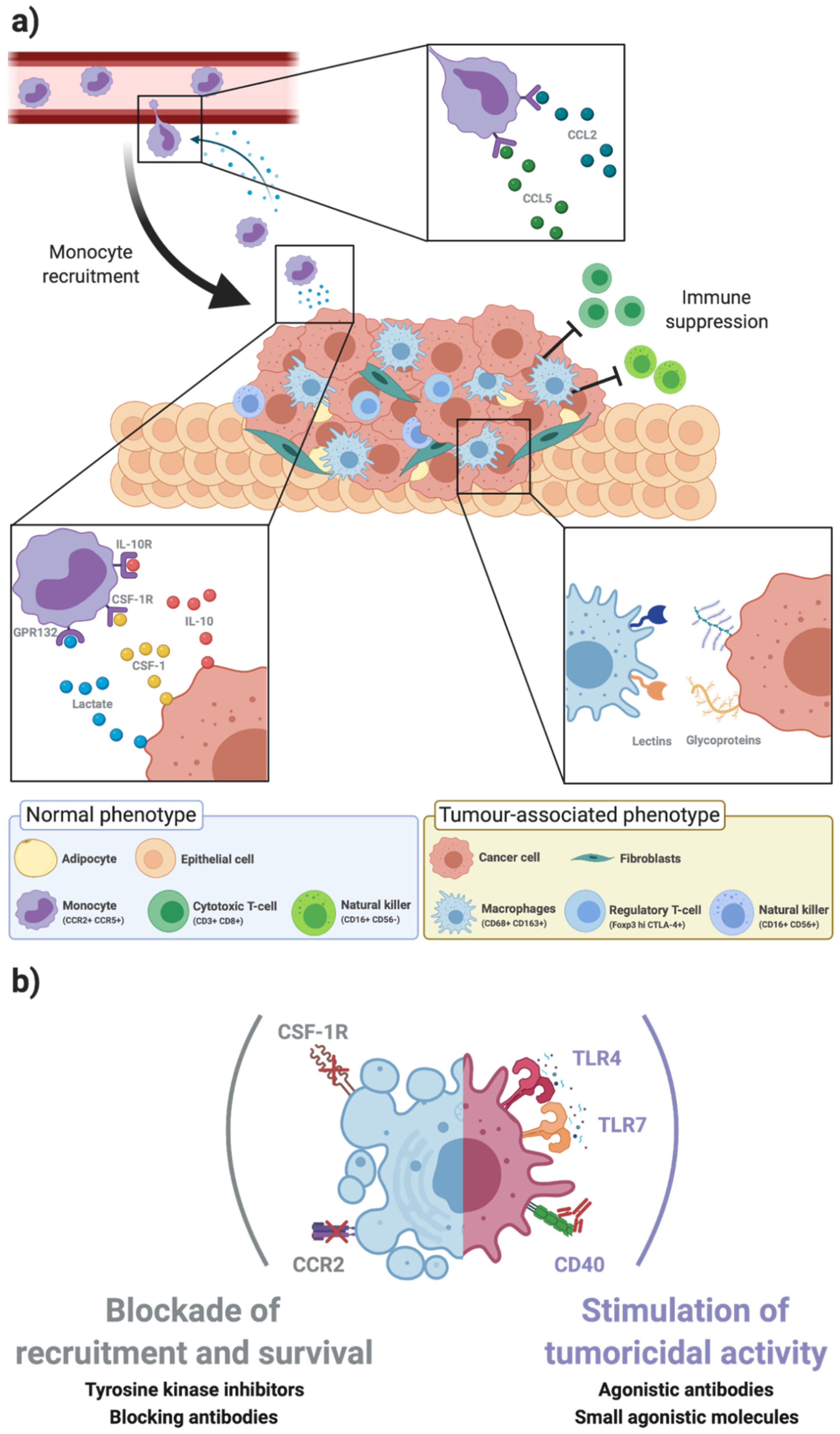 IJMS Free Full-Text Cracking the Breast Cancer Glyco-Code through Glycan-Lectin Interactions Targeting Immunosuppressive Macrophages image