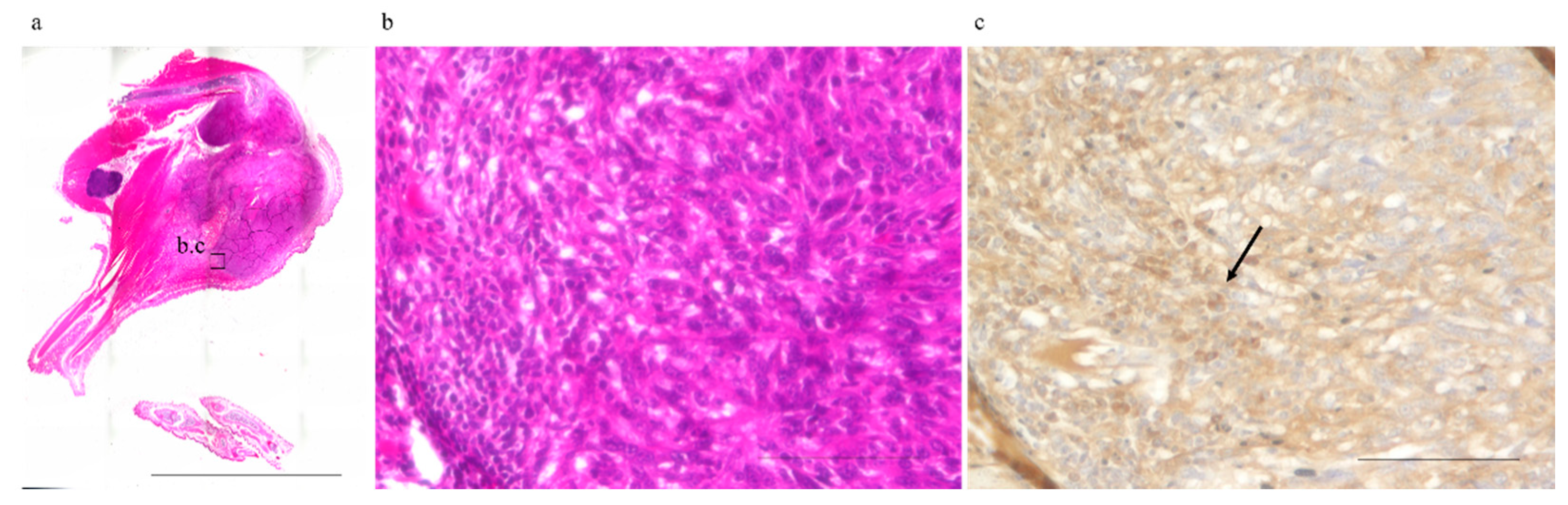 Ijms 22 01973 g002 Ijms 22 01973 g002