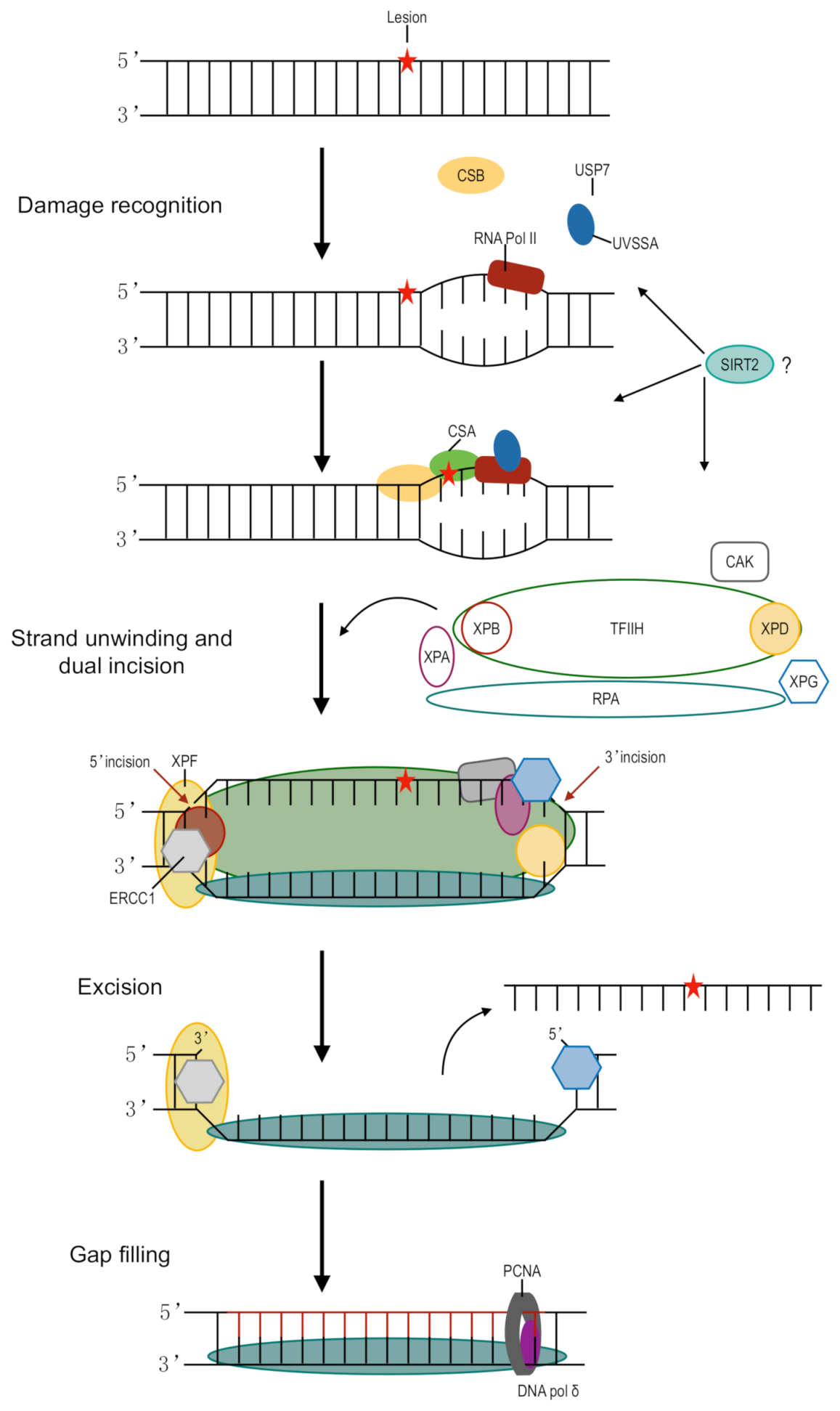 Ijms 22 01975 g001 Ijms 22 01975 g001