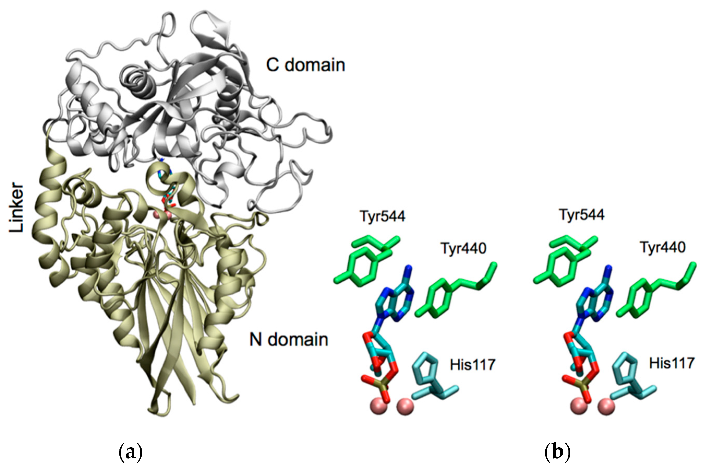 Mesenchymal Stem Cells and Their Exocytotic Vesicles