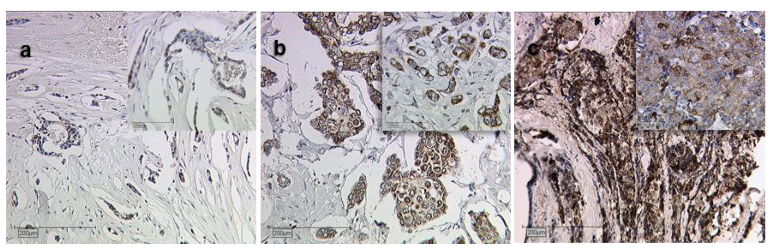 Ijms 22 02000 g002 Ijms 22 02000 g002