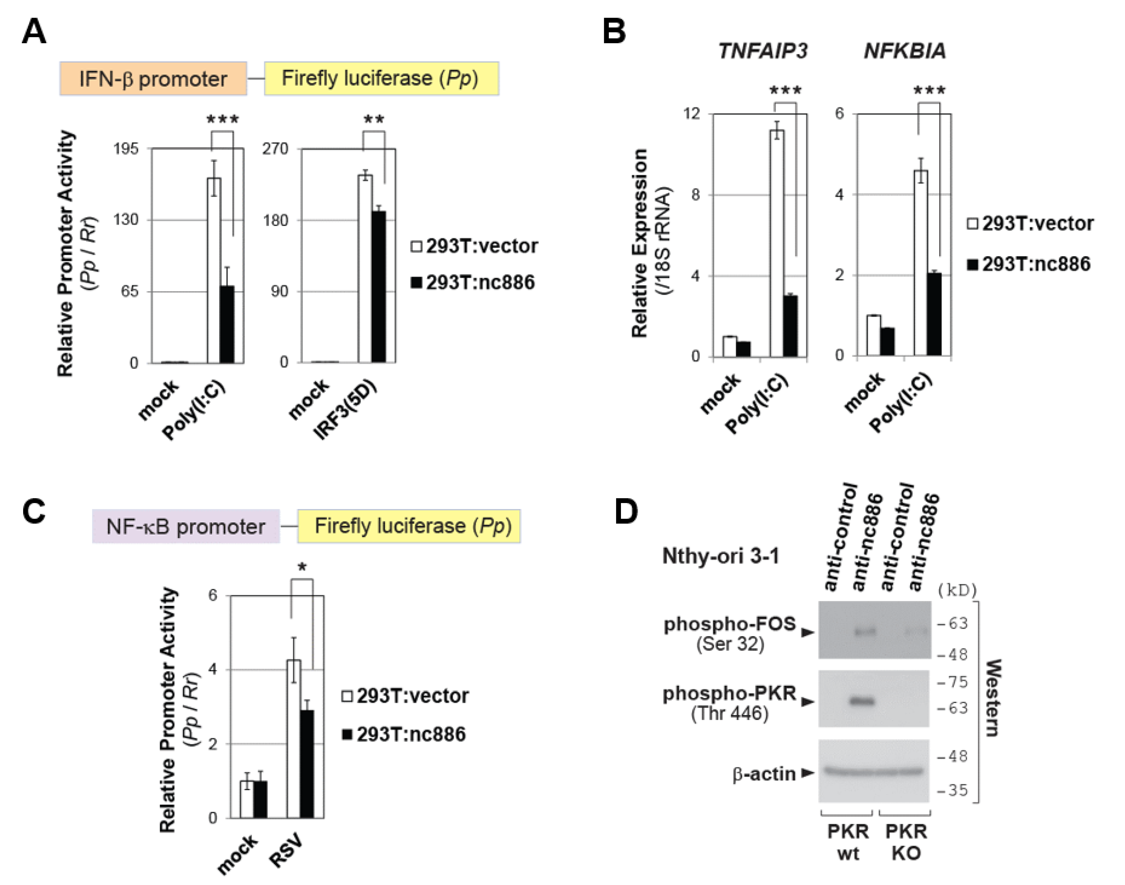 Ijms 22 02003 g003 Ijms 22 02003 g003