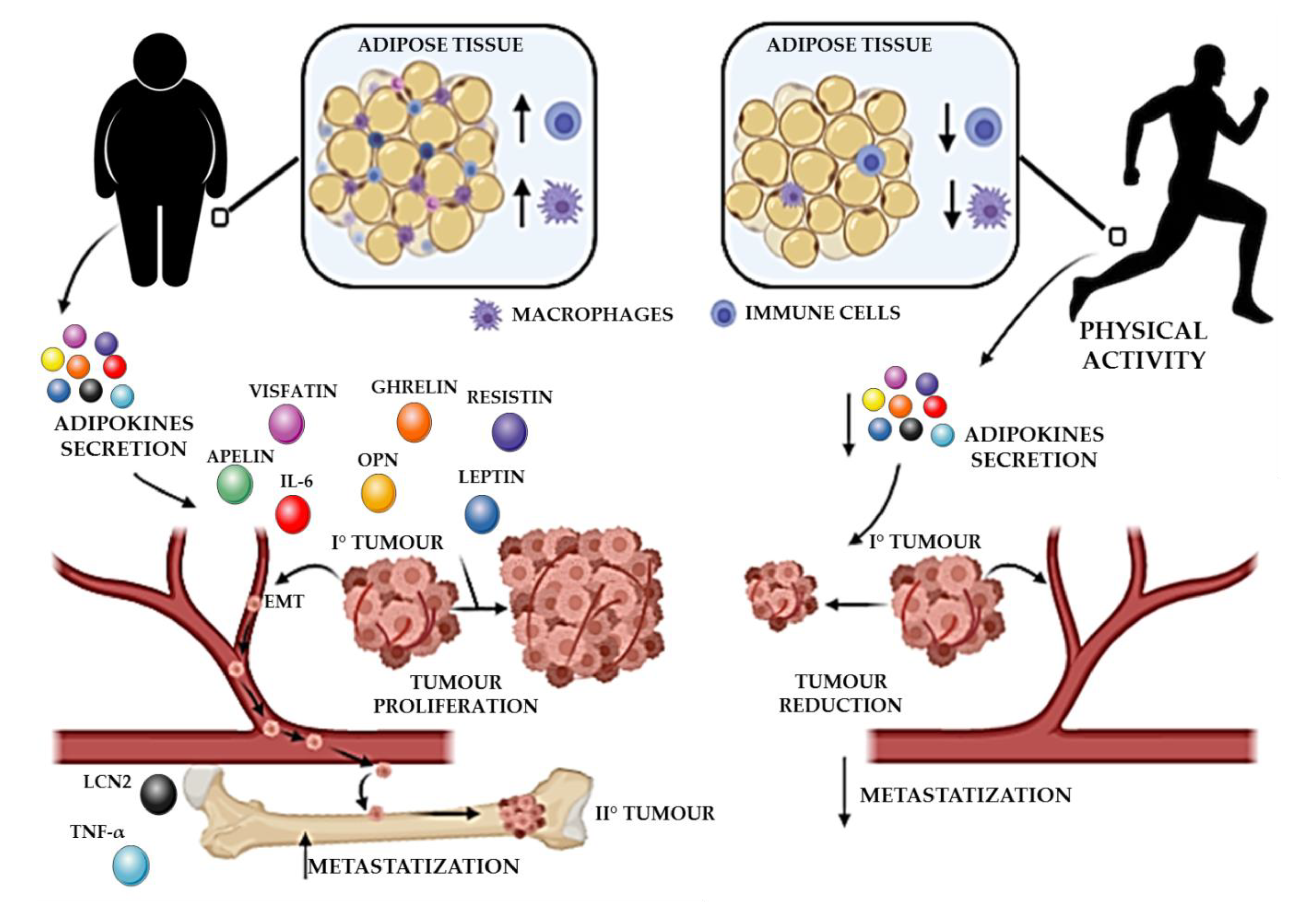 Ijms 22 02005 g001 Ijms 22 02005 g001