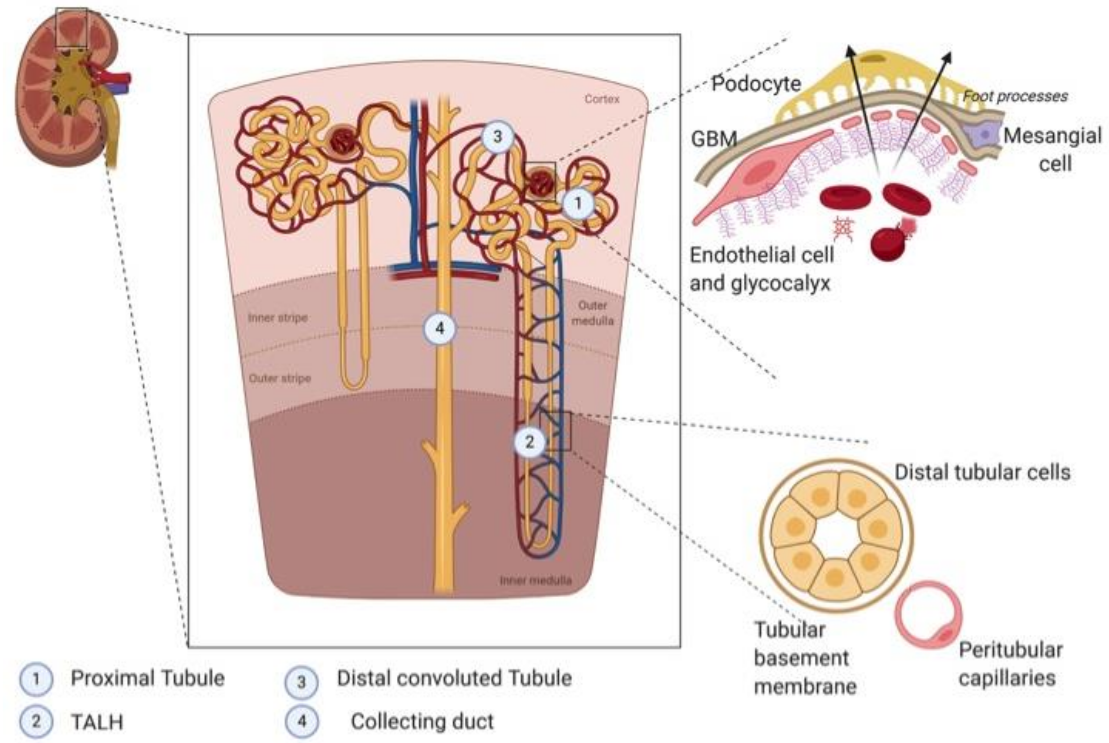 Ijms Free Full Text Heme Oxygenase 1 A Defensive Mediator In Kidney Diseases Html