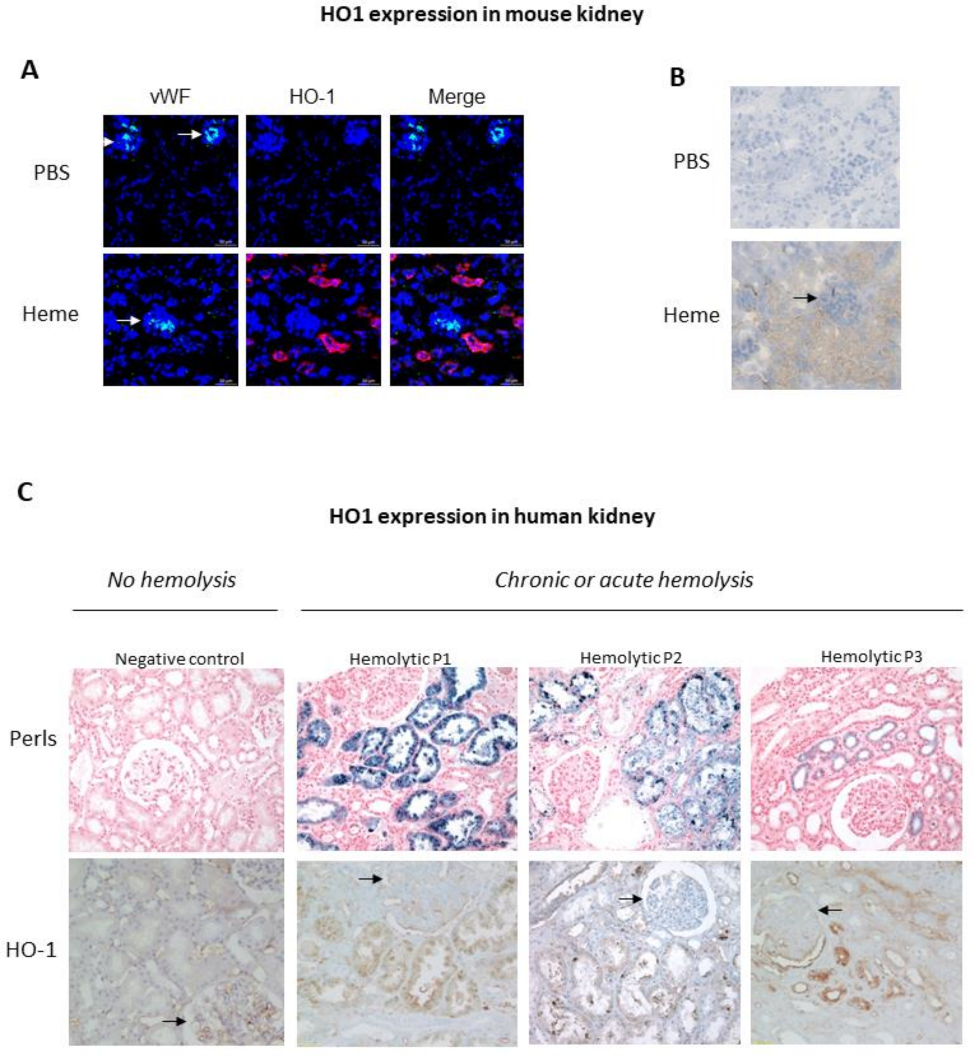 Ijms 22 02009 g002 Ijms 22 02009 g002