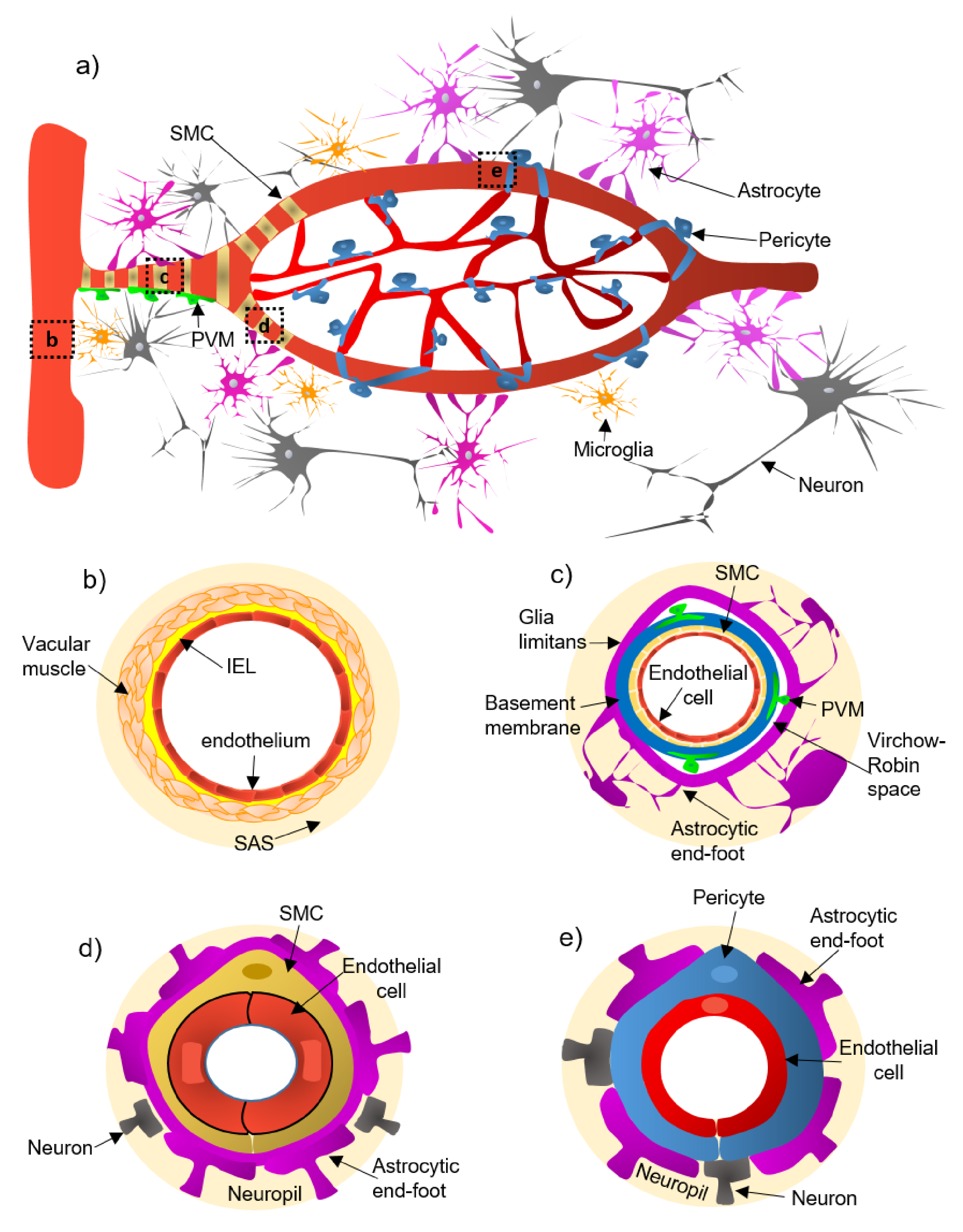 Ijms Free Full Text The Neurovascular Unit Dysfunction In Alzheimer S Disease Html