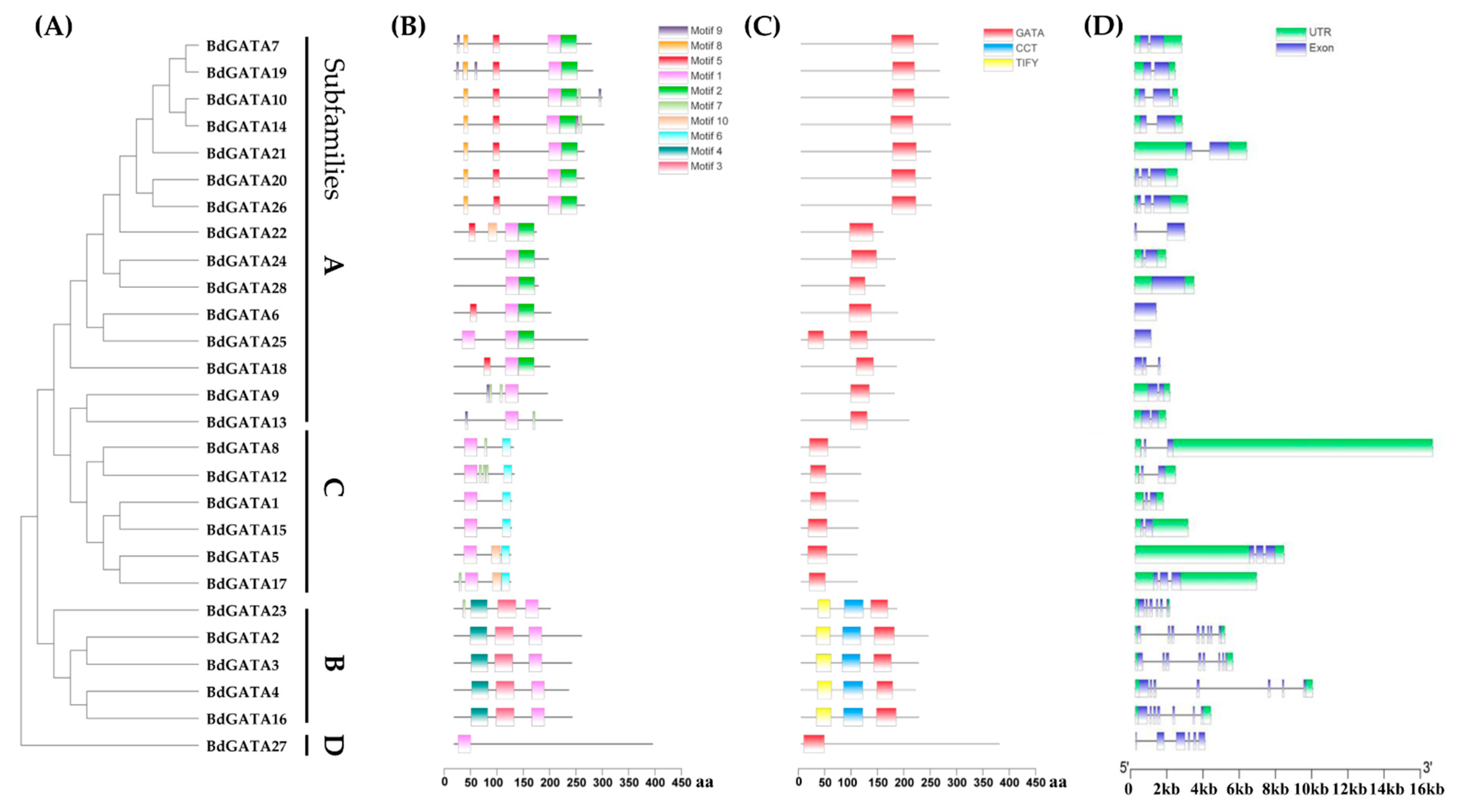 IJMS | Free Full-Text | Genome-Wide Characterization, Evolution, and ...