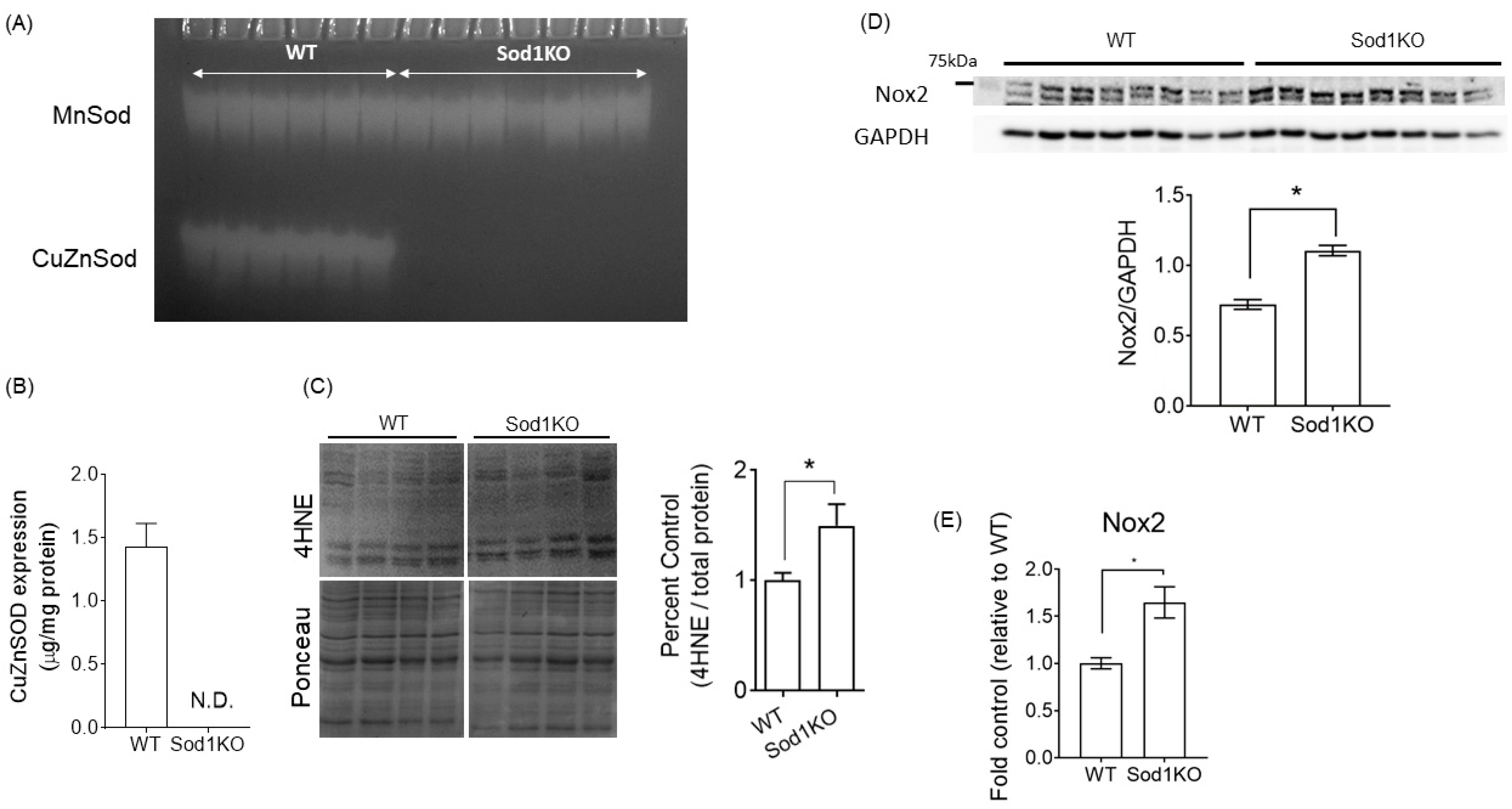Ijms 22 02039 g001 Ijms 22 02039 g001