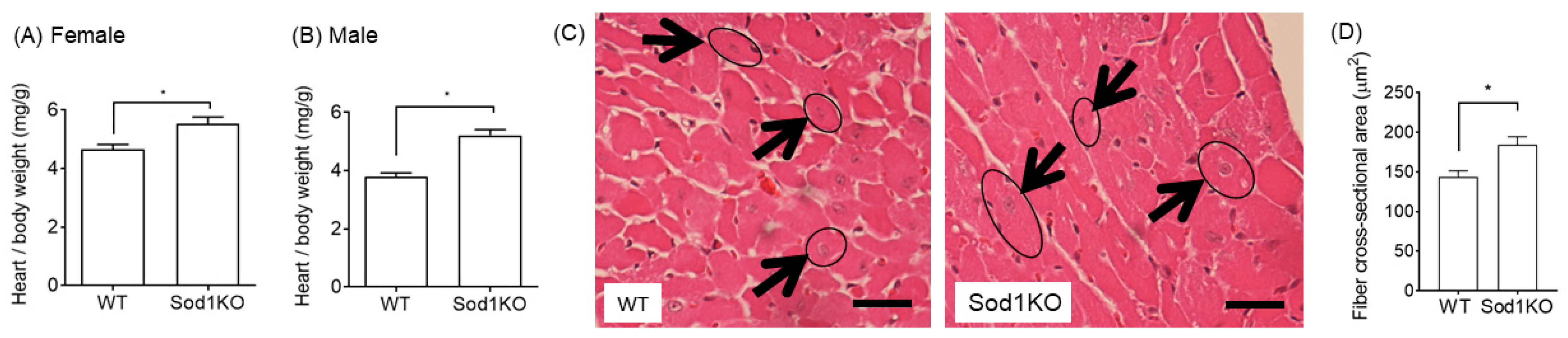 Ijms 22 02039 g003 Ijms 22 02039 g003