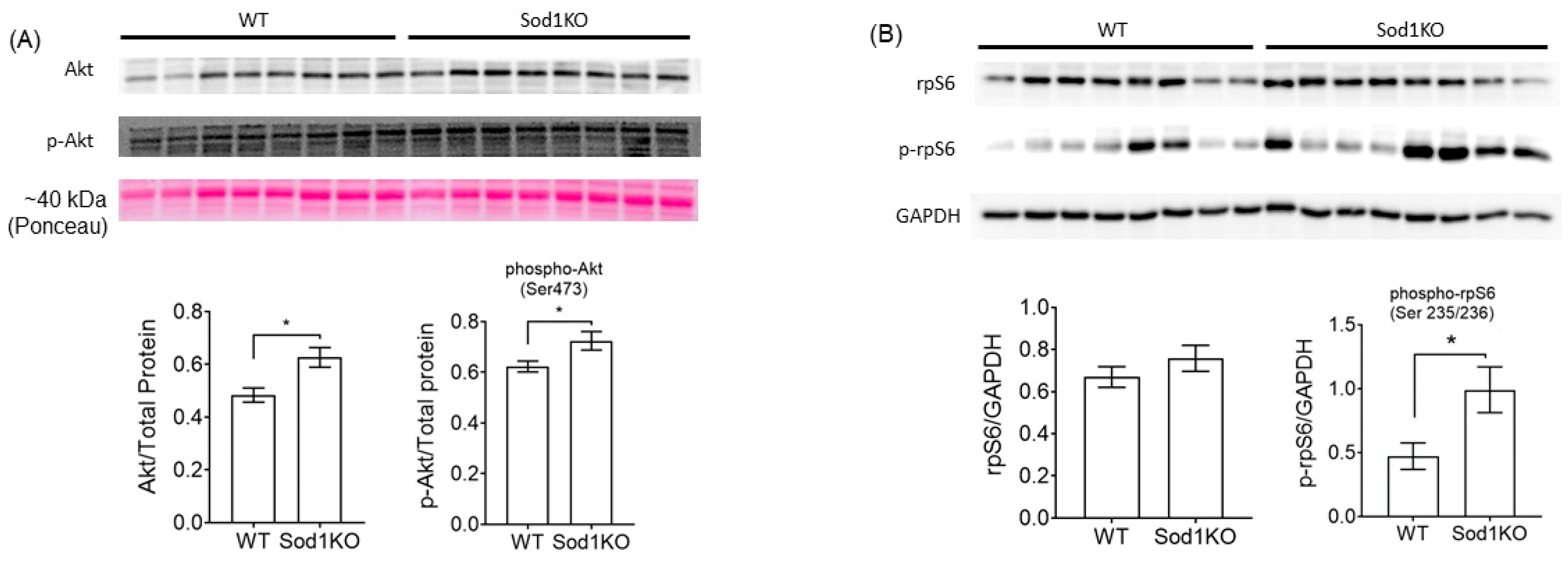Ijms 22 02039 g004 Ijms 22 02039 g004