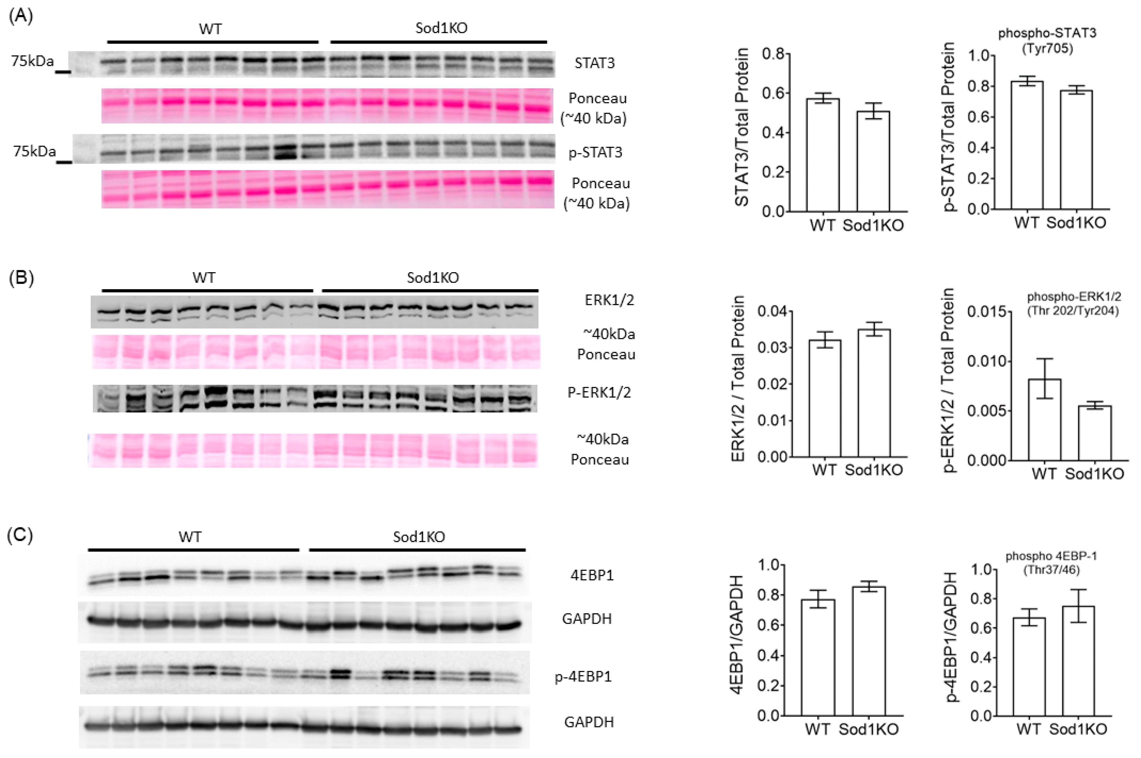 Ijms 22 02039 g005 Ijms 22 02039 g005