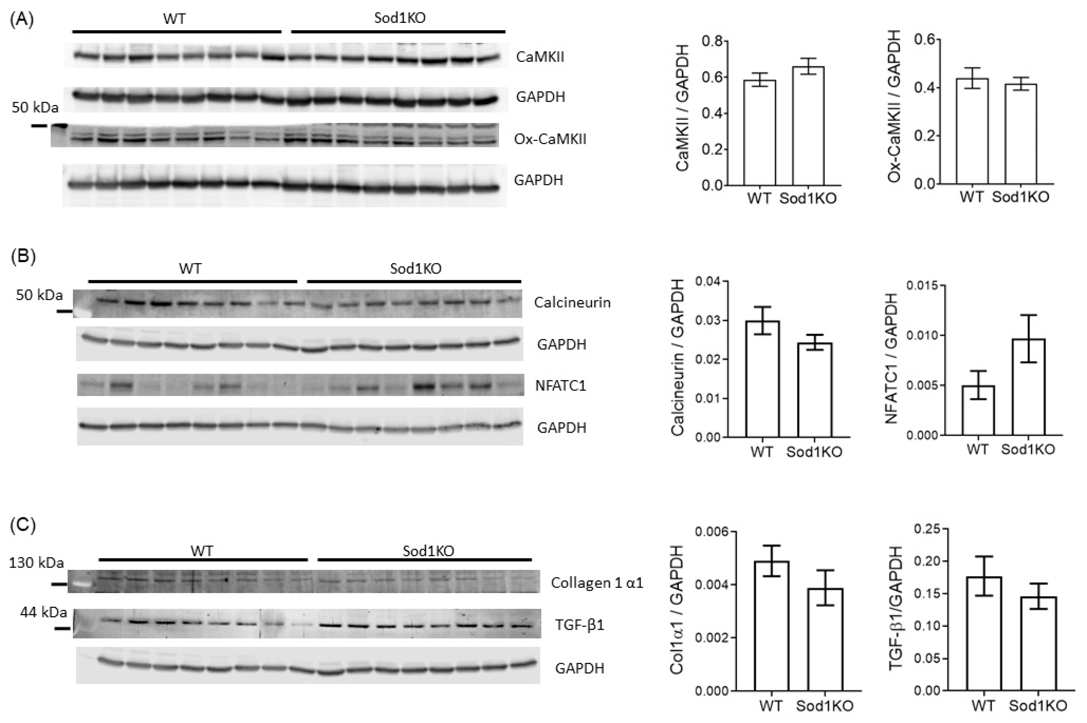 Ijms 22 02039 g006 Ijms 22 02039 g006