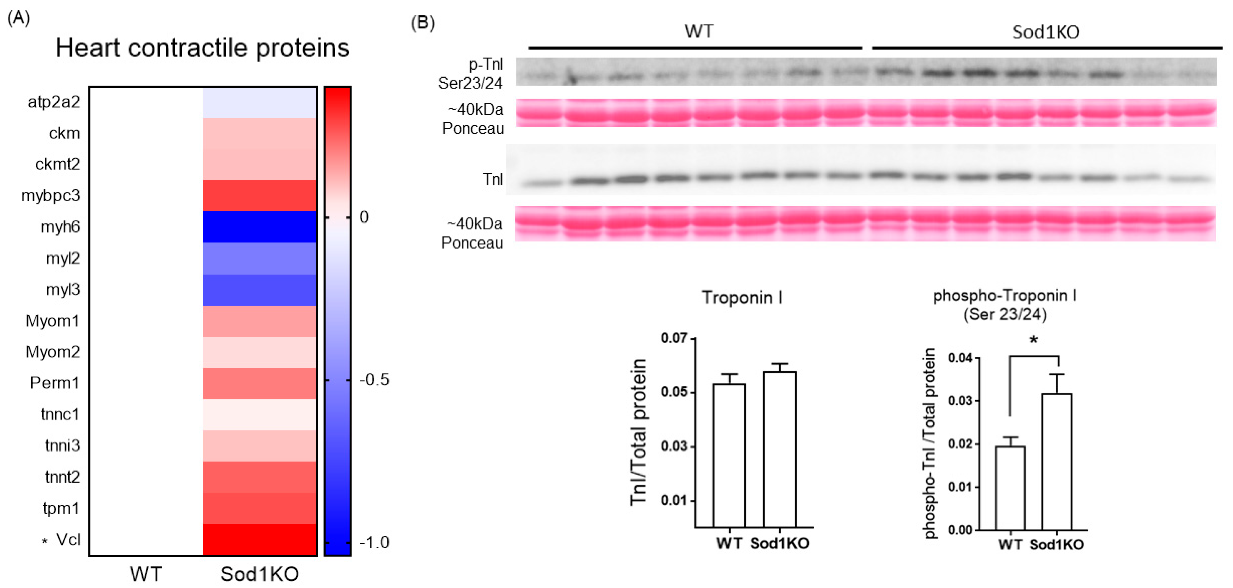 Ijms 22 02039 g007 Ijms 22 02039 g007