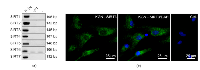 Ijms 22 02047 g006 Ijms 22 02047 g006