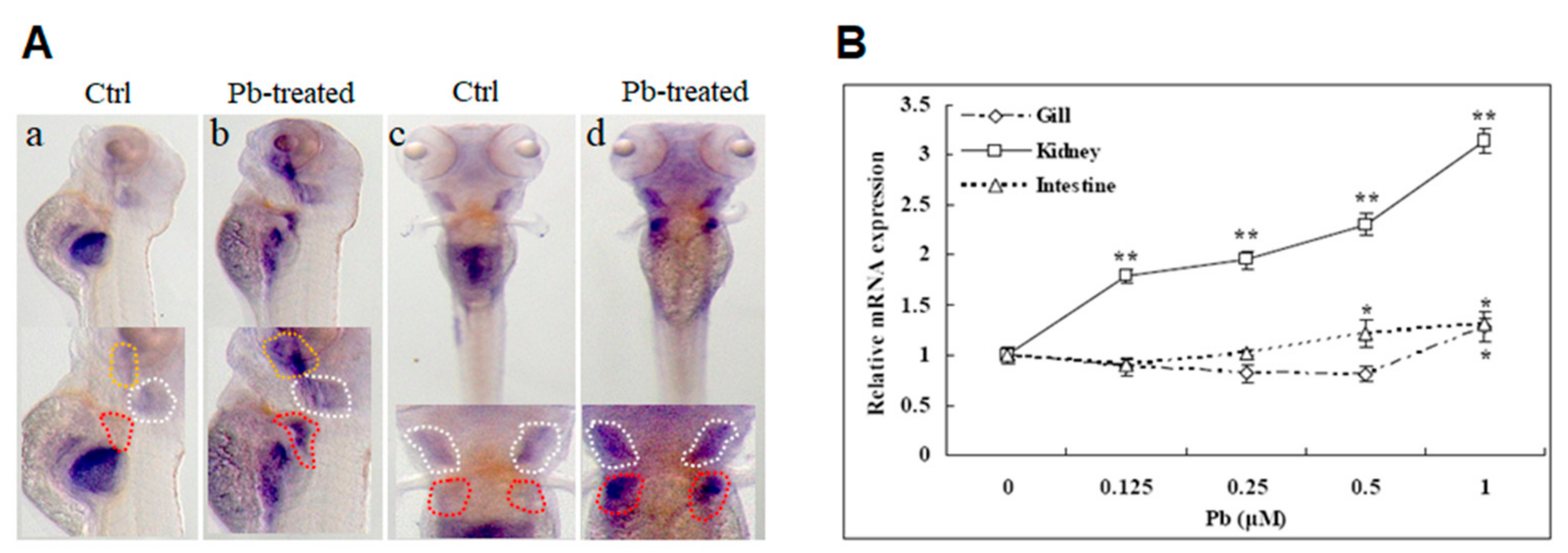 ichthyol prostate véleményekkel