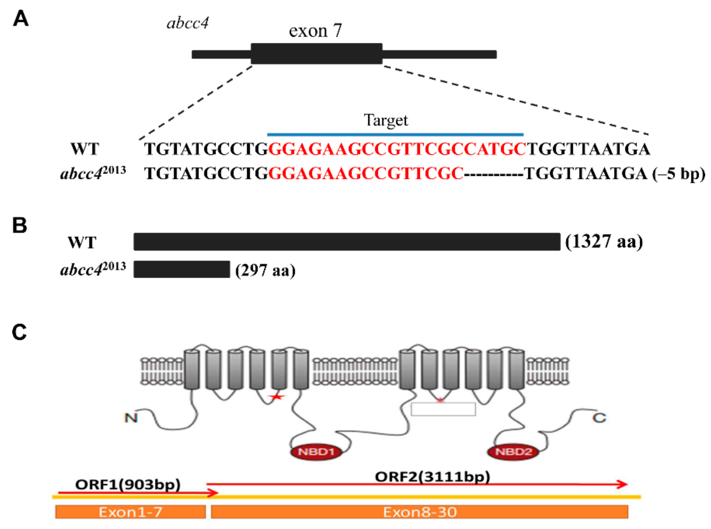 Ijms 22 02054 g003 Ijms 22 02054 g003