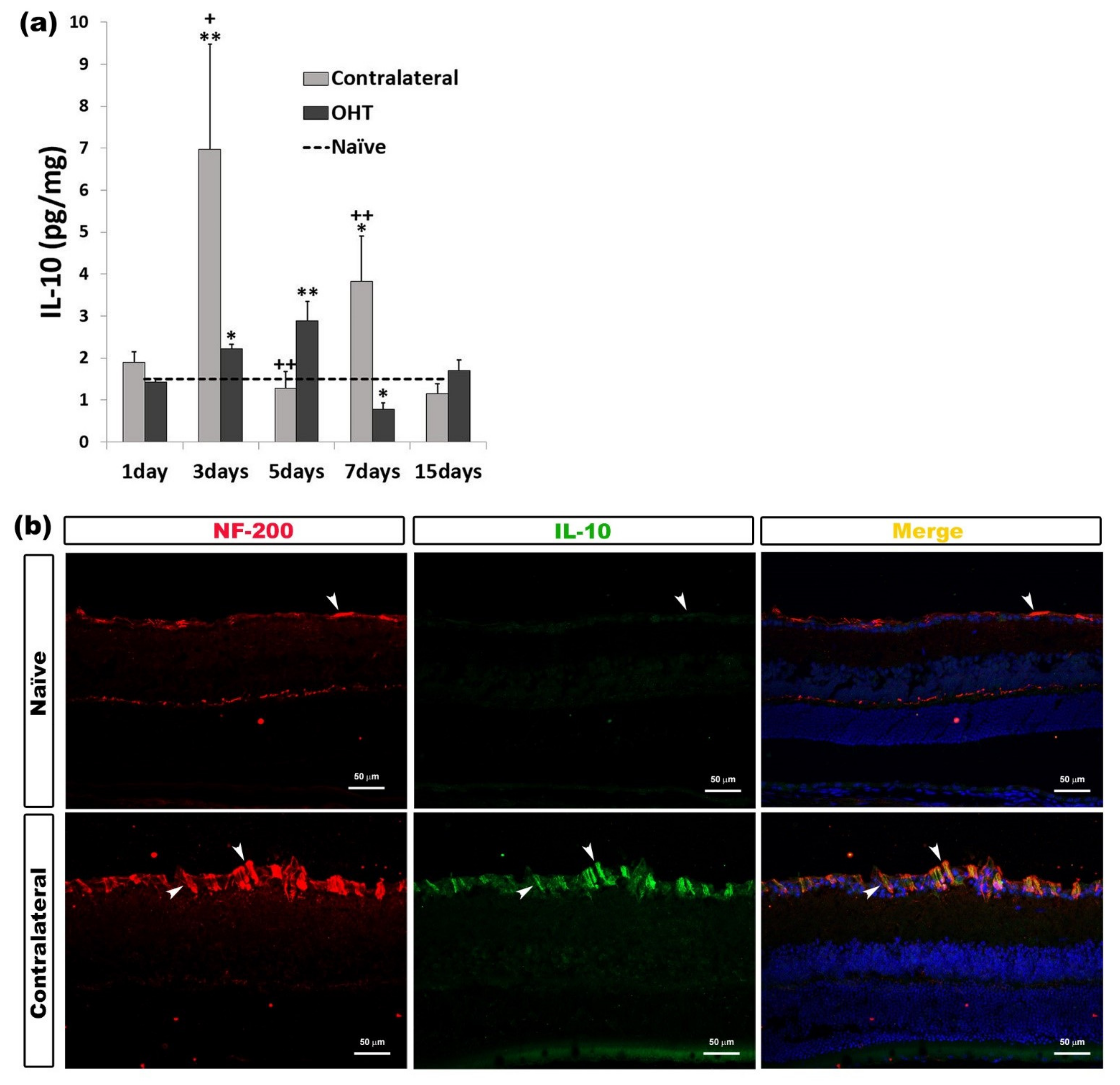 Ijms 22 02066 g008 Ijms 22 02066 g008