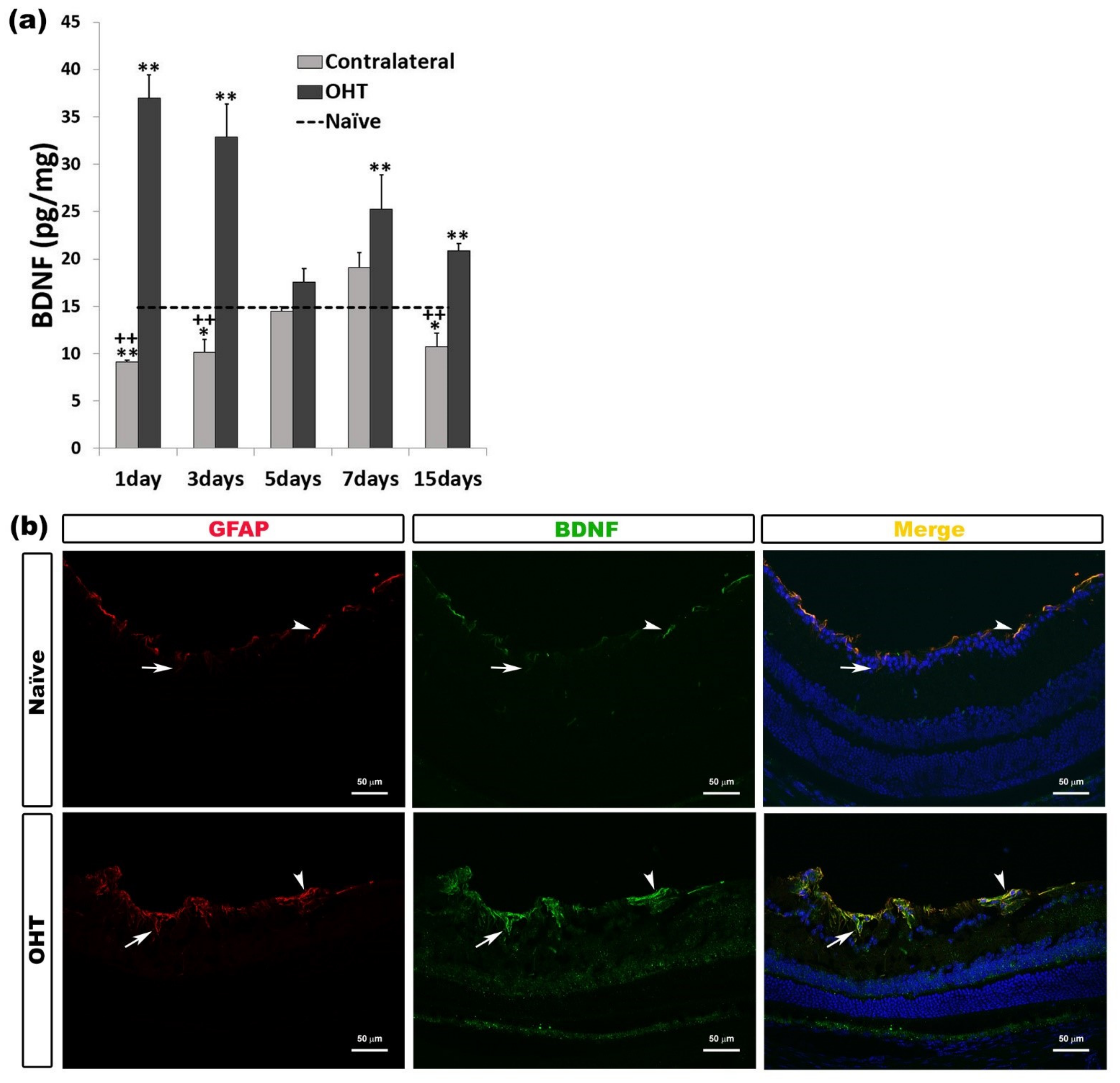 Ijms 22 02066 g009 Ijms 22 02066 g009