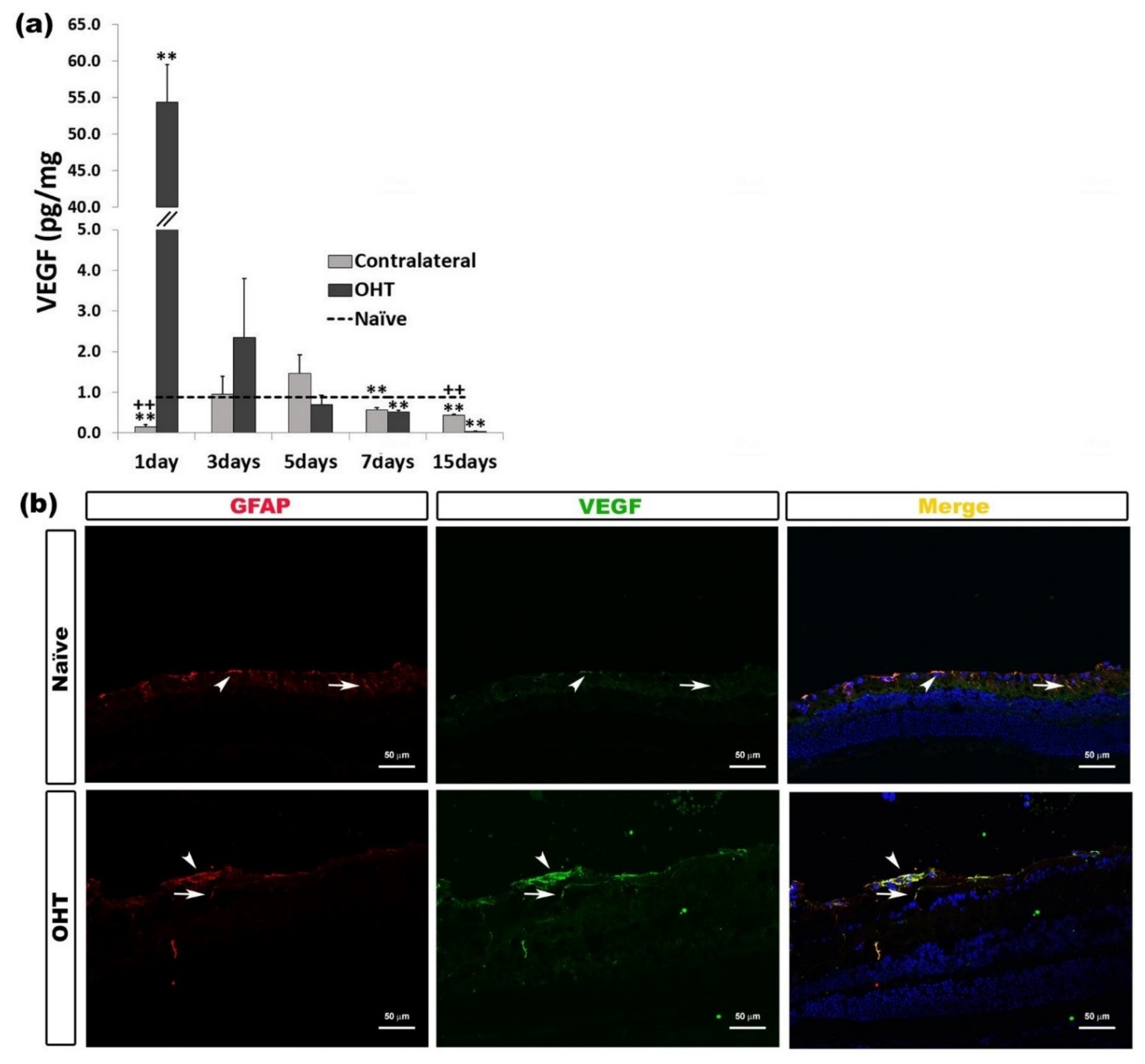 Ijms 22 02066 g010 Ijms 22 02066 g010