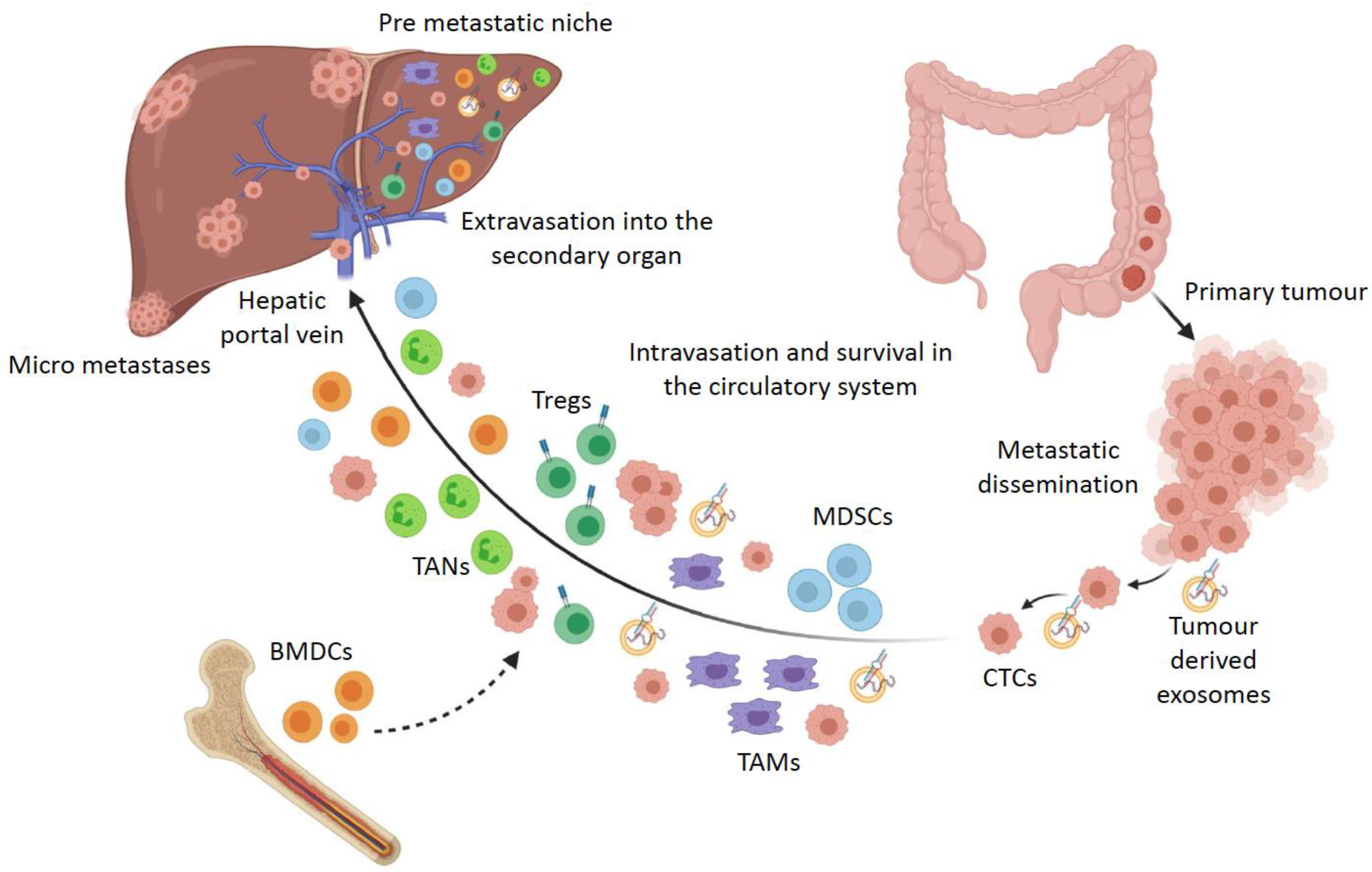 metastatic cancer of the colon papillomavirus and throat cancer