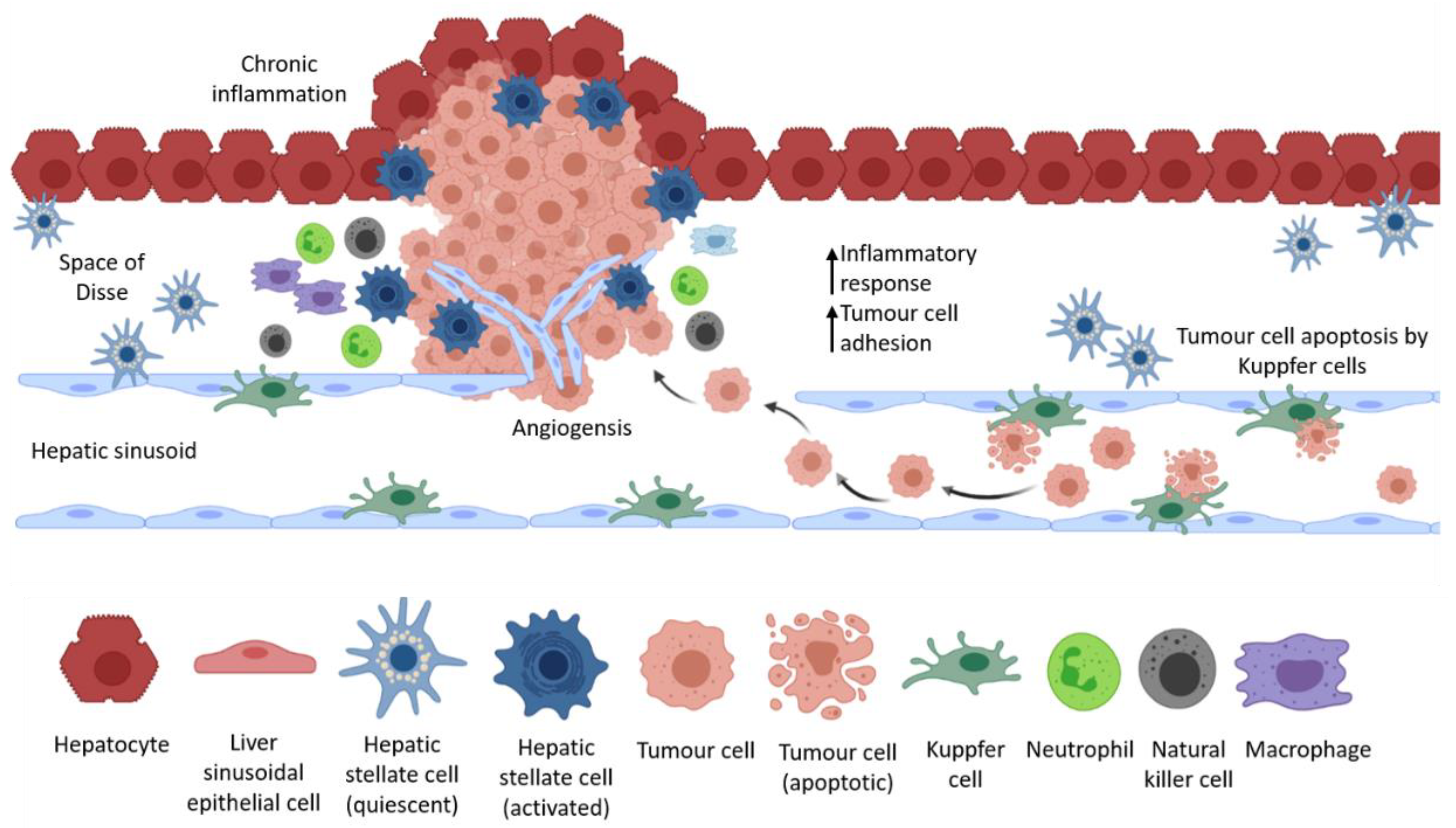 Ijms 22 02067 g002 Ijms 22 02067 g002