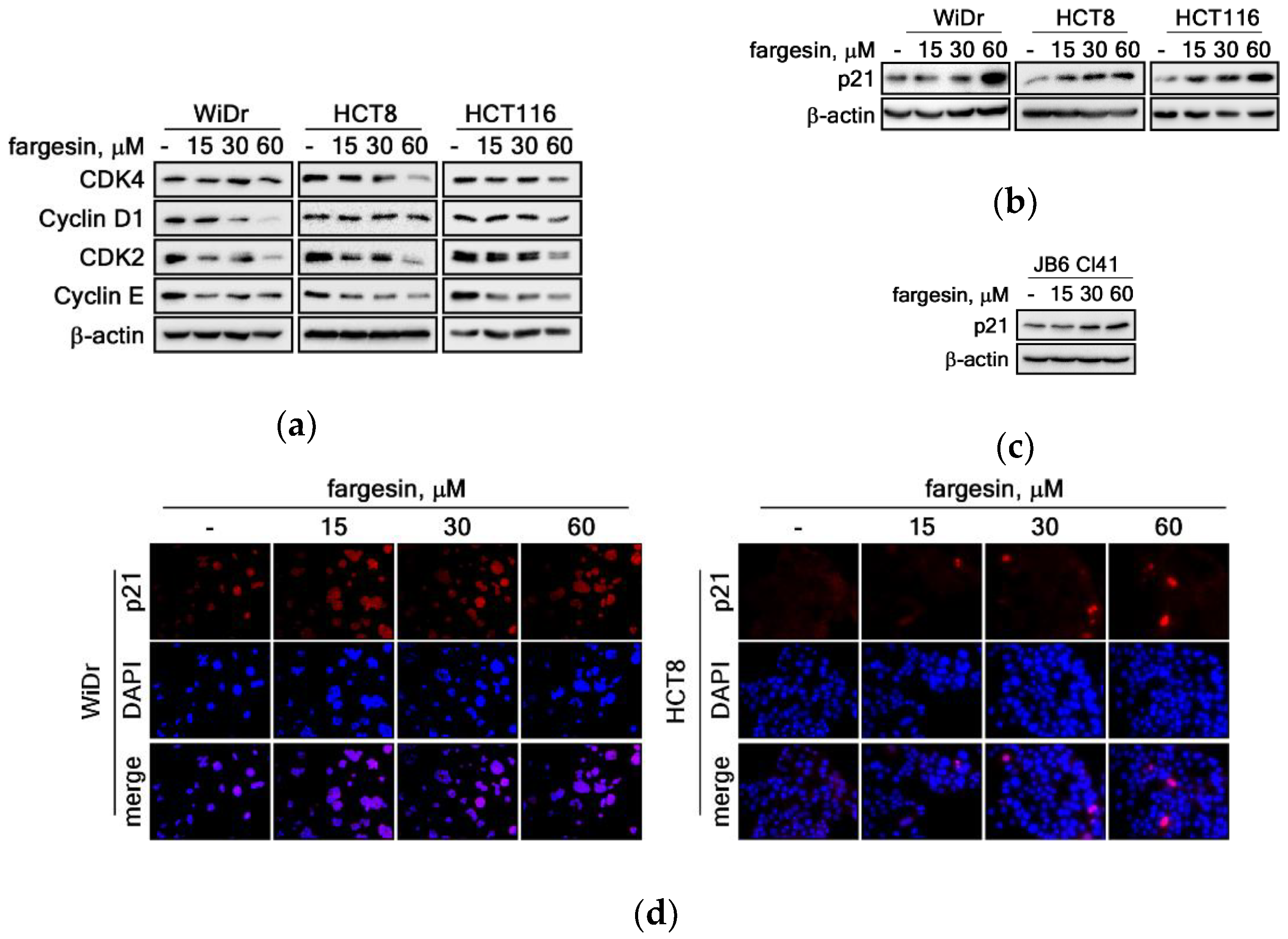 Ijms 22 02073 g004 Ijms 22 02073 g004