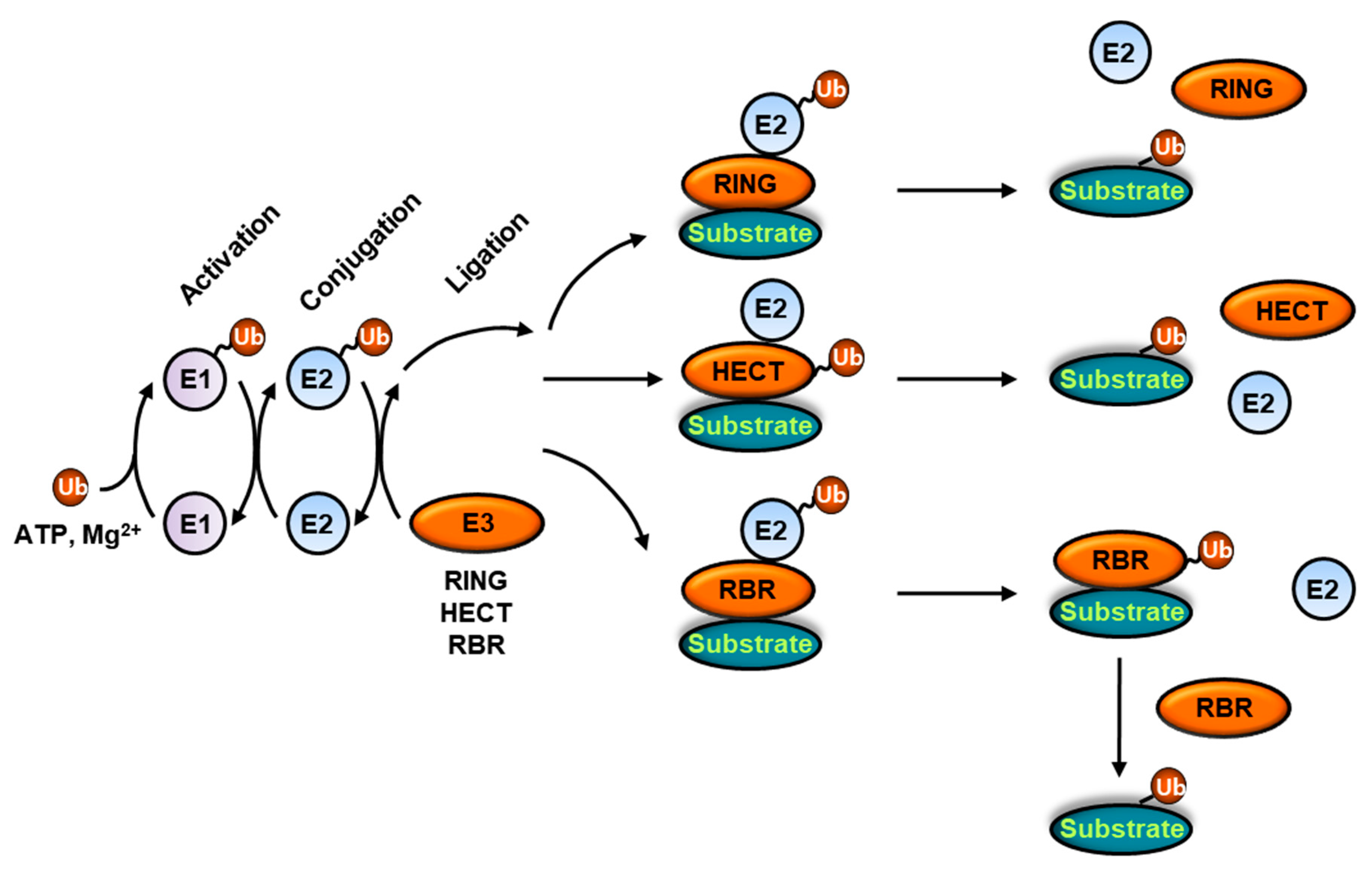 Ijms Free Full Text How Is The Fidelity Of Proteins Ensured In Terms Of Both Quality And Quantity At The Endoplasmic Reticulum Mechanistic Insights Into Ubiquitin Ligases Html