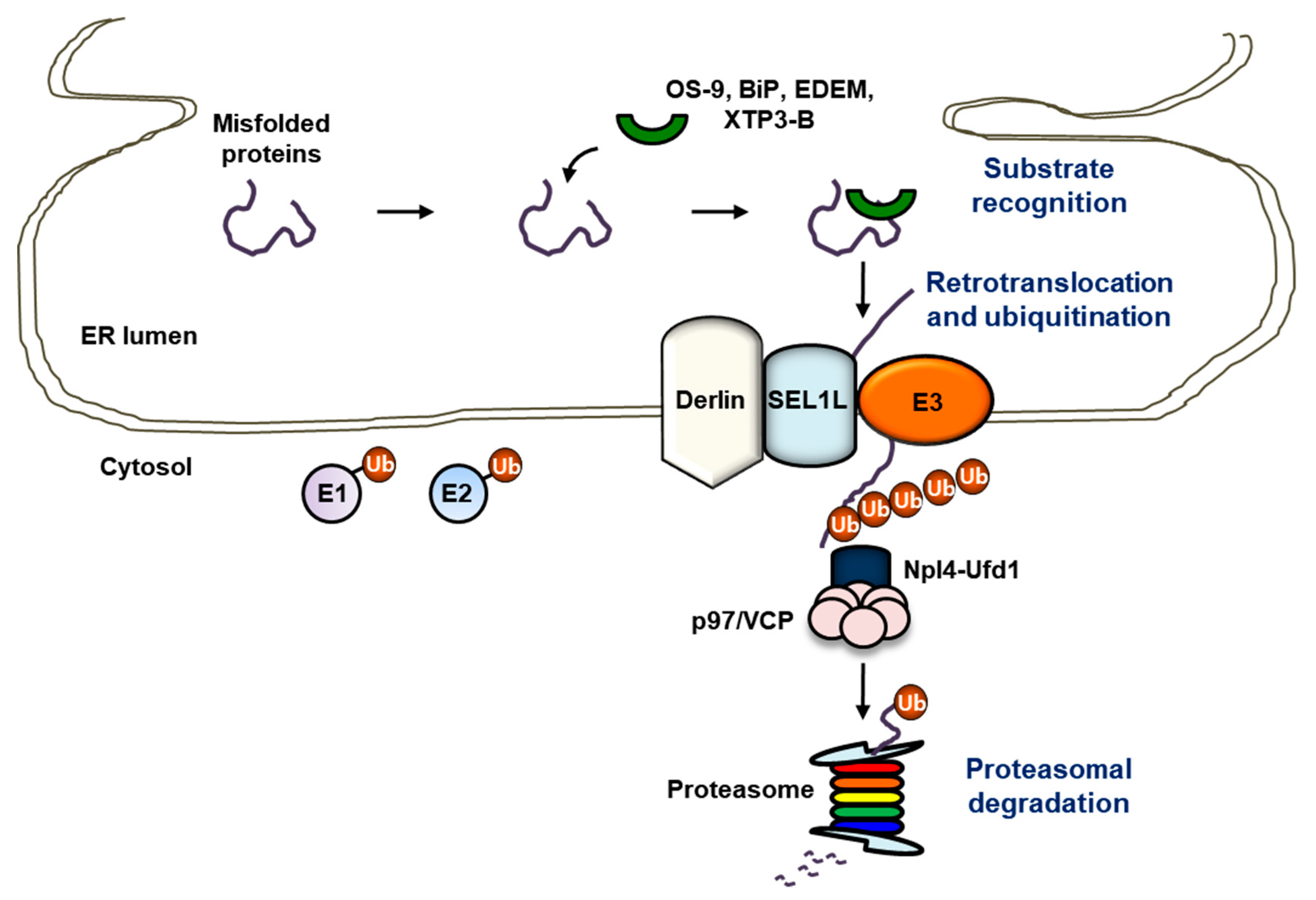 Ijms 22 02078 g002 Ijms 22 02078 g002