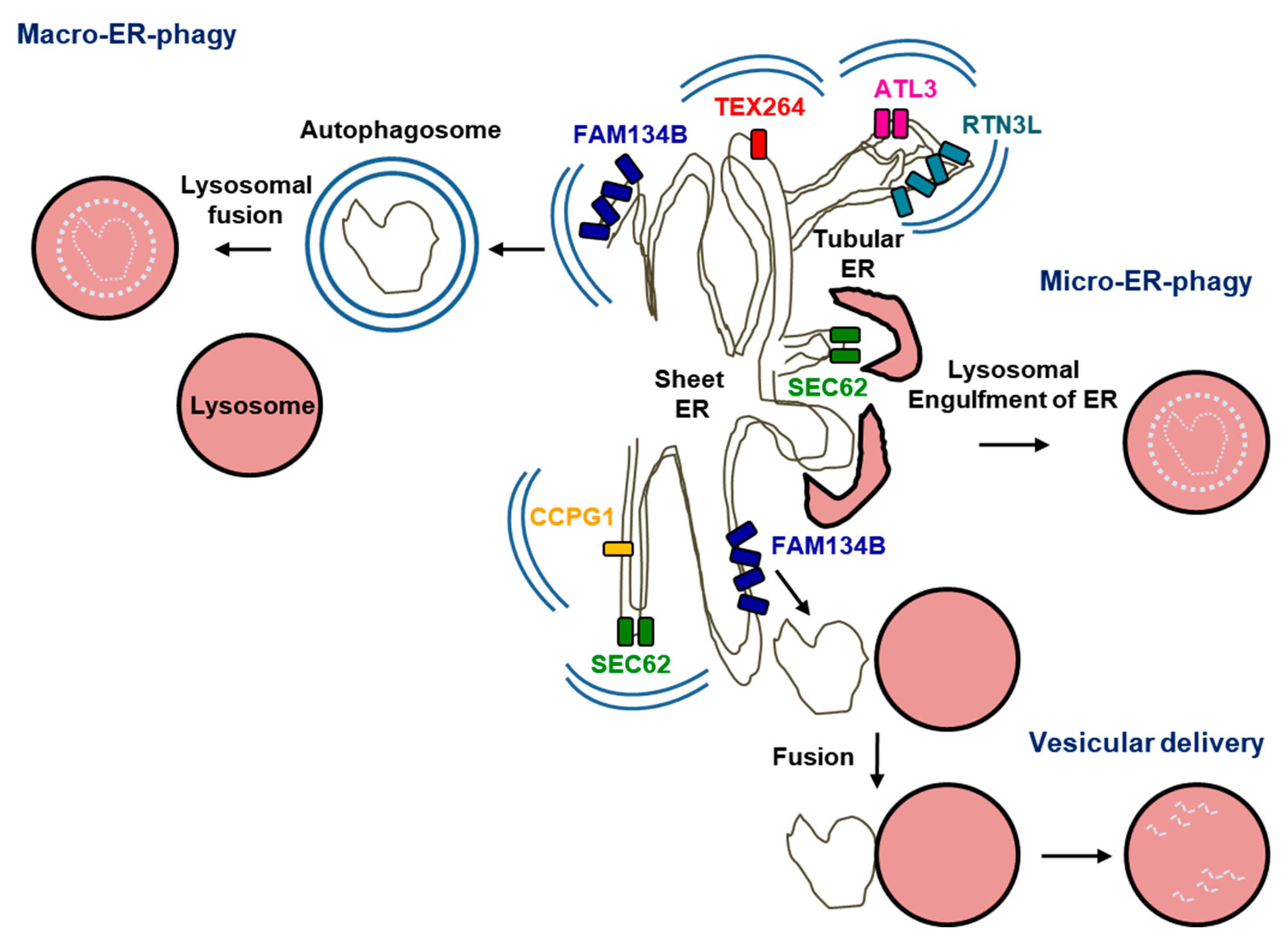 Ijms 22 02078 g003 Ijms 22 02078 g003