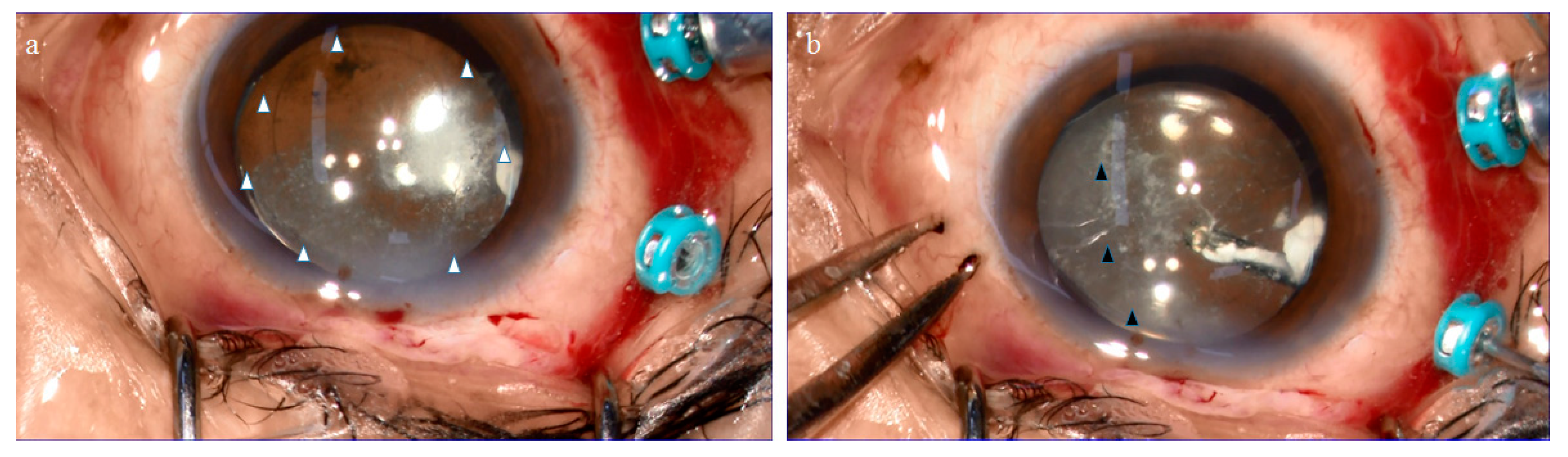 Ijms 22 02086 g002 Ijms 22 02086 g002