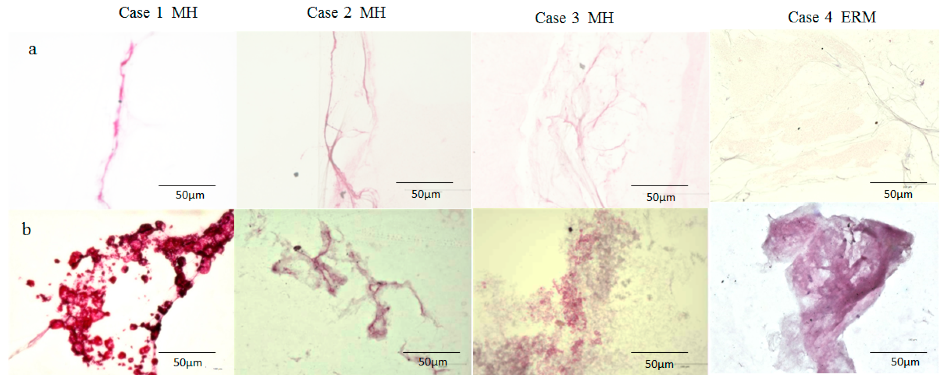 Ijms 22 02086 g004 Ijms 22 02086 g004