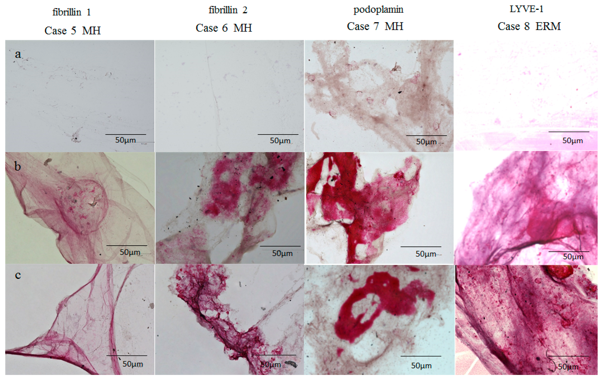 Ijms 22 02086 g005 Ijms 22 02086 g005